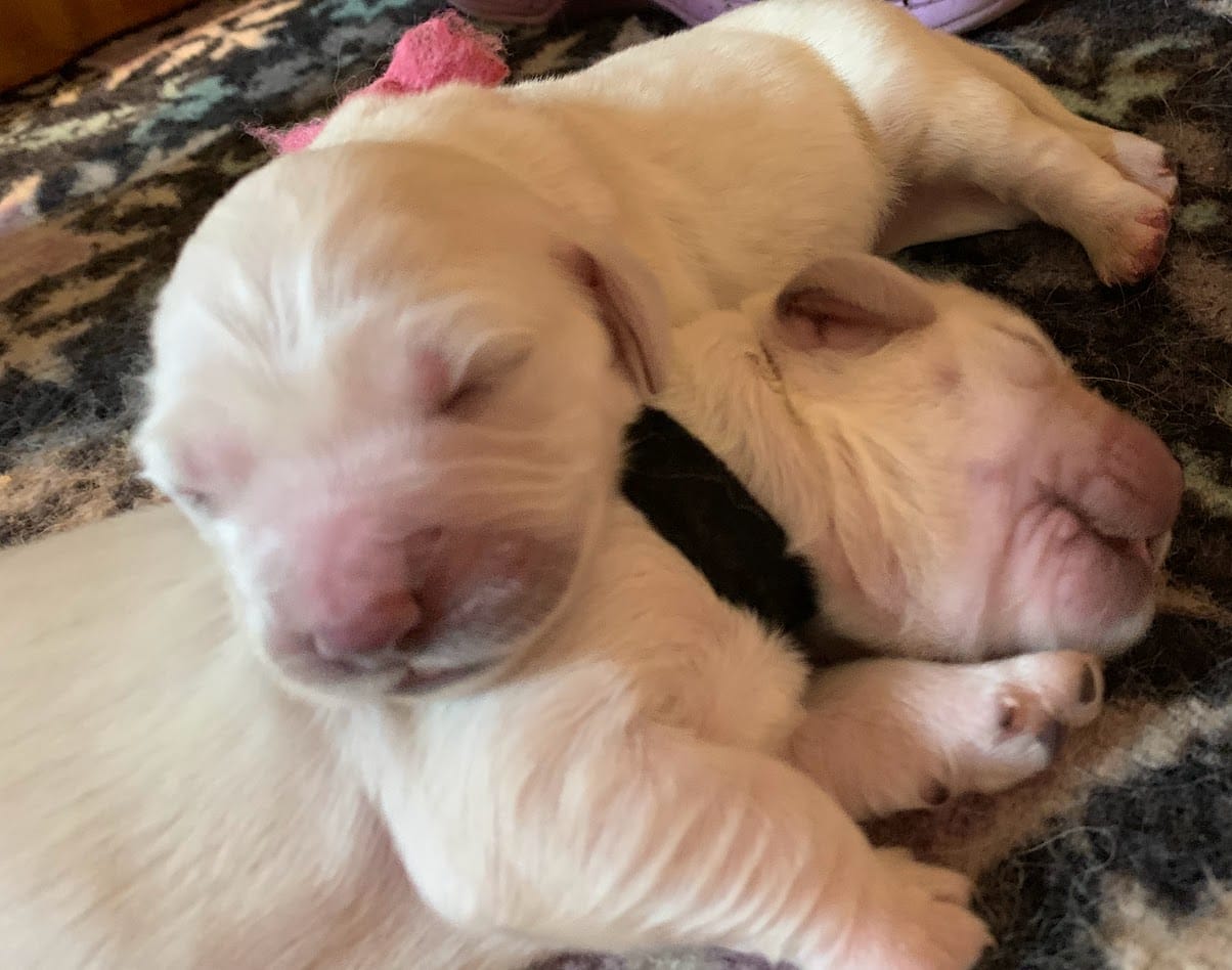 Girl B – English Cream Golden Retriever puppy for sale in Marshfield, WI