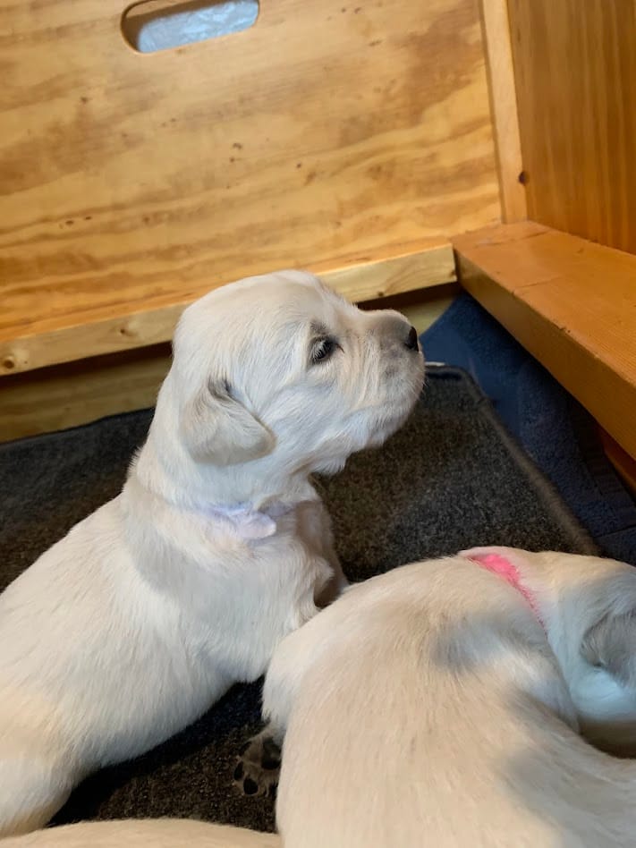 AKC 6th pick – English Cream Golden Retriever puppy for sale in Marshfield, WI