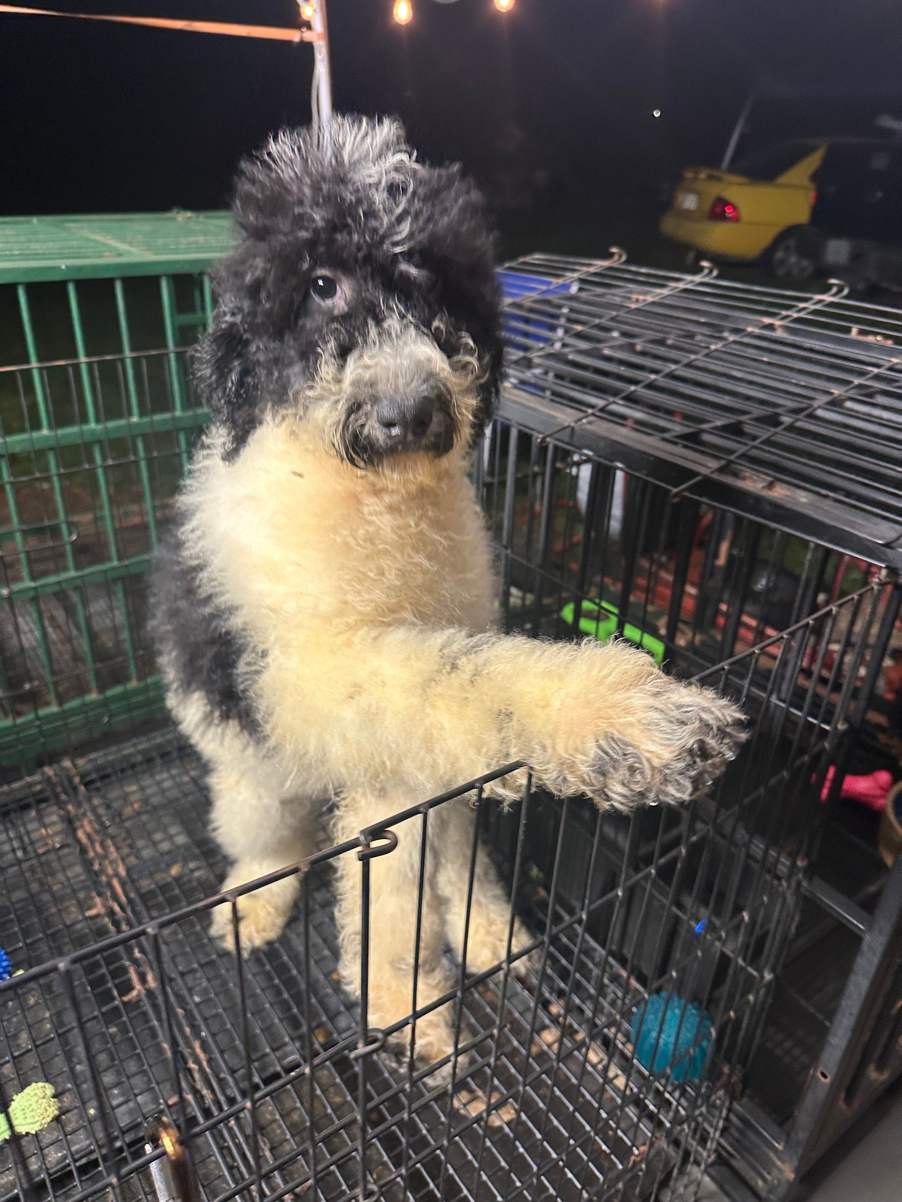 Mystic  429 – Poodle - Miniature , Bernedoodle puppy for sale in Lakeland, FL