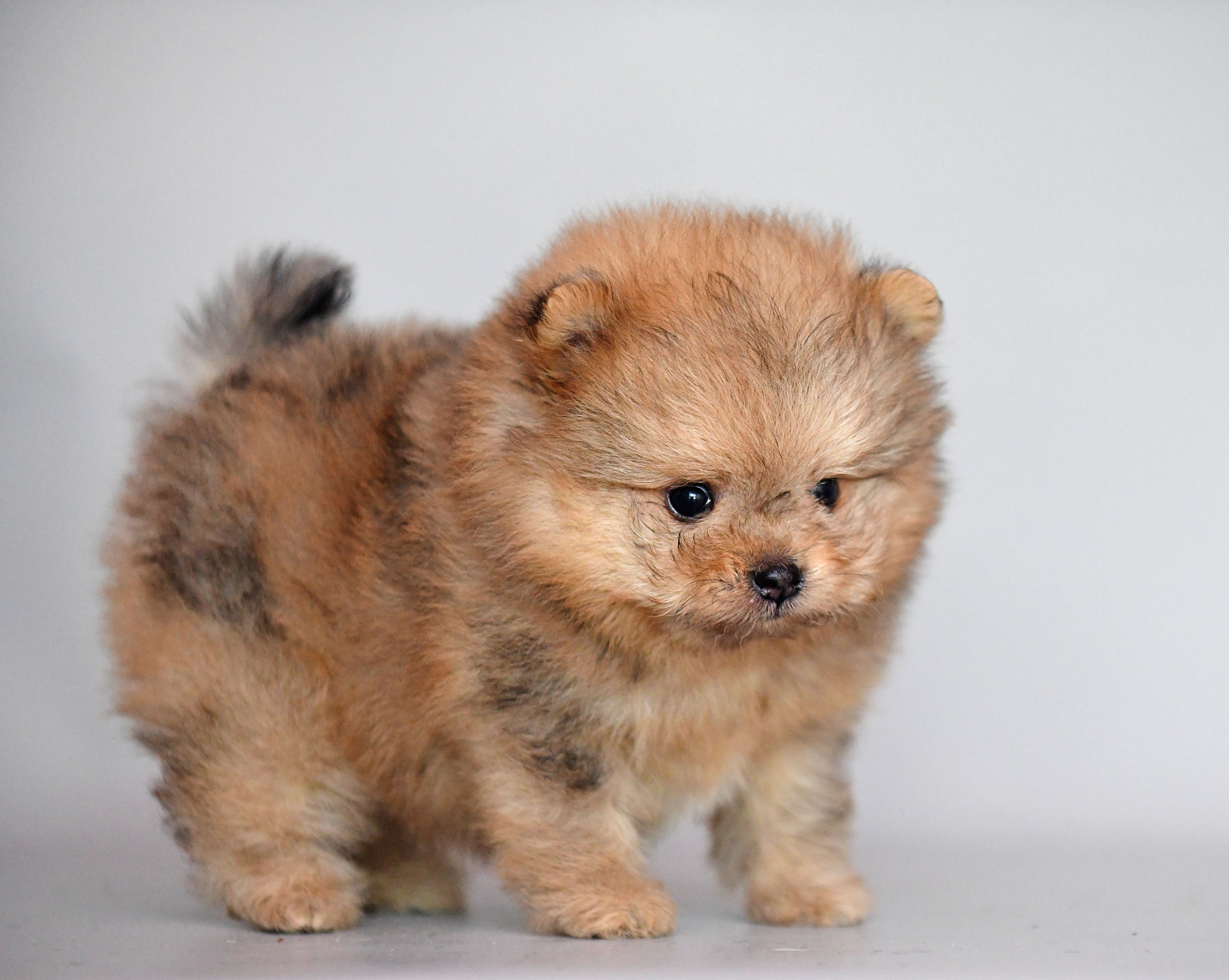 Grisha – Pomapoo puppy for sale in Hollywood, FL