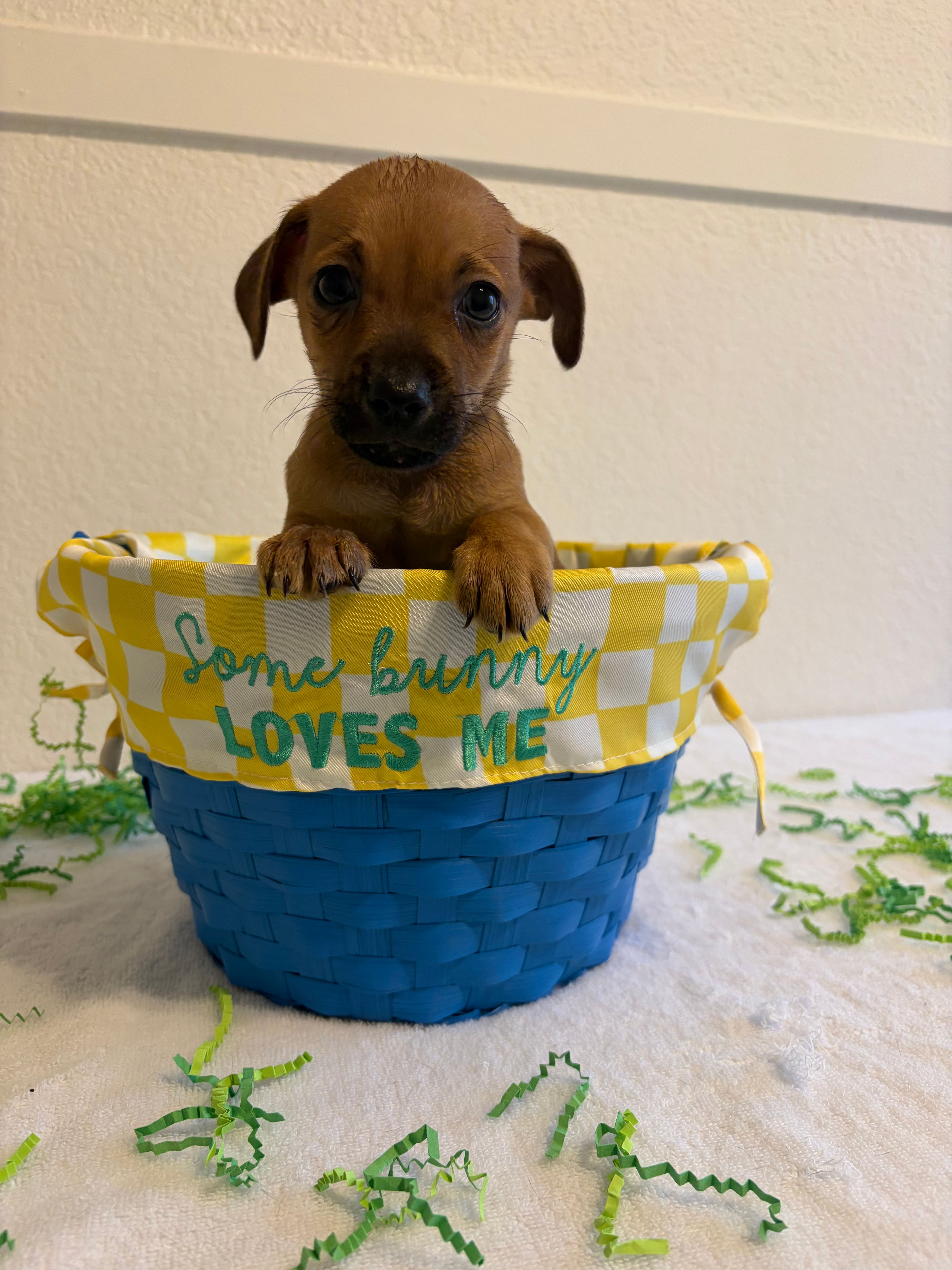 Kingston  – Chihuahua puppy for sale in Stockton, CA