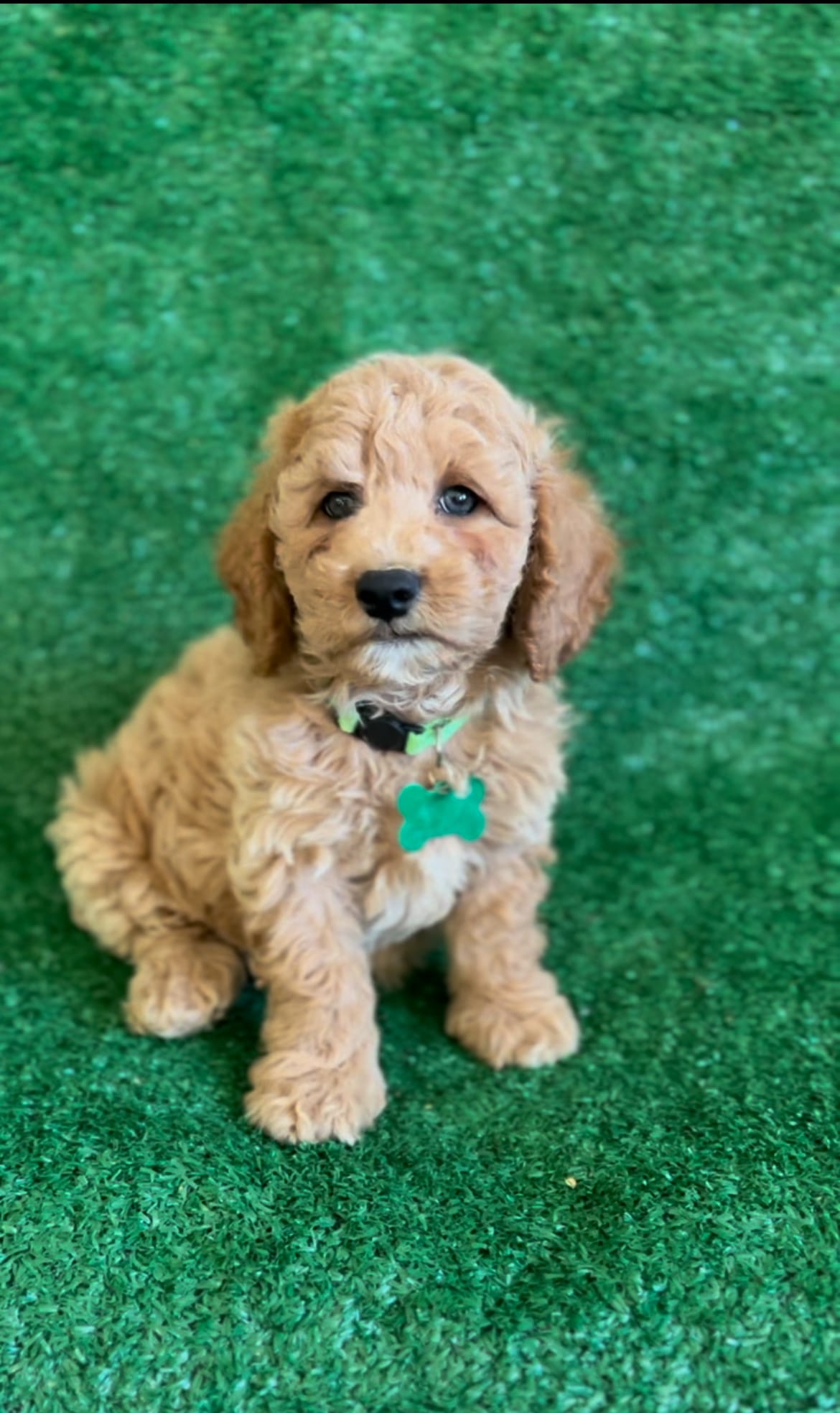 Milo  – Cavapoo, Poodle - Miniature  puppy for sale in Orlando, FL
