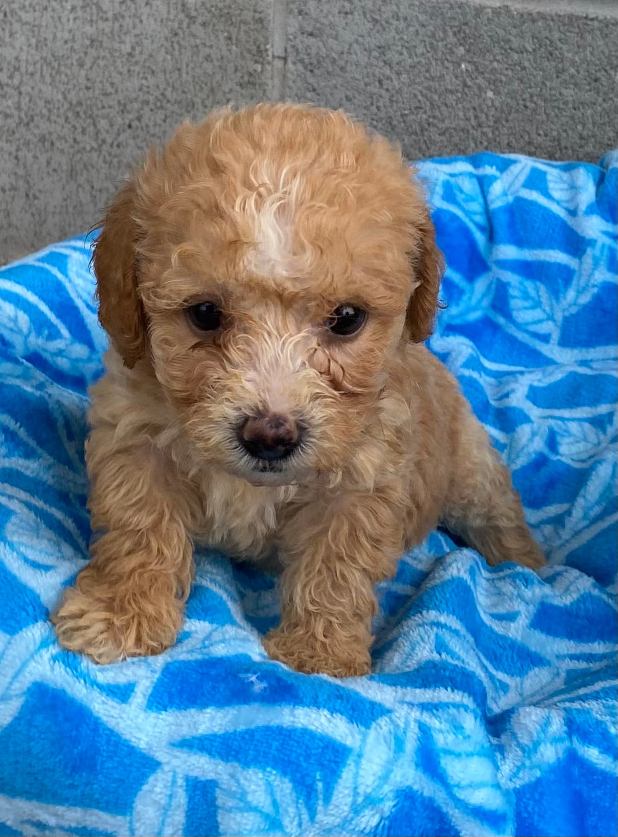 Sam – Poodle - Toy  puppy for sale in Wesson, MS