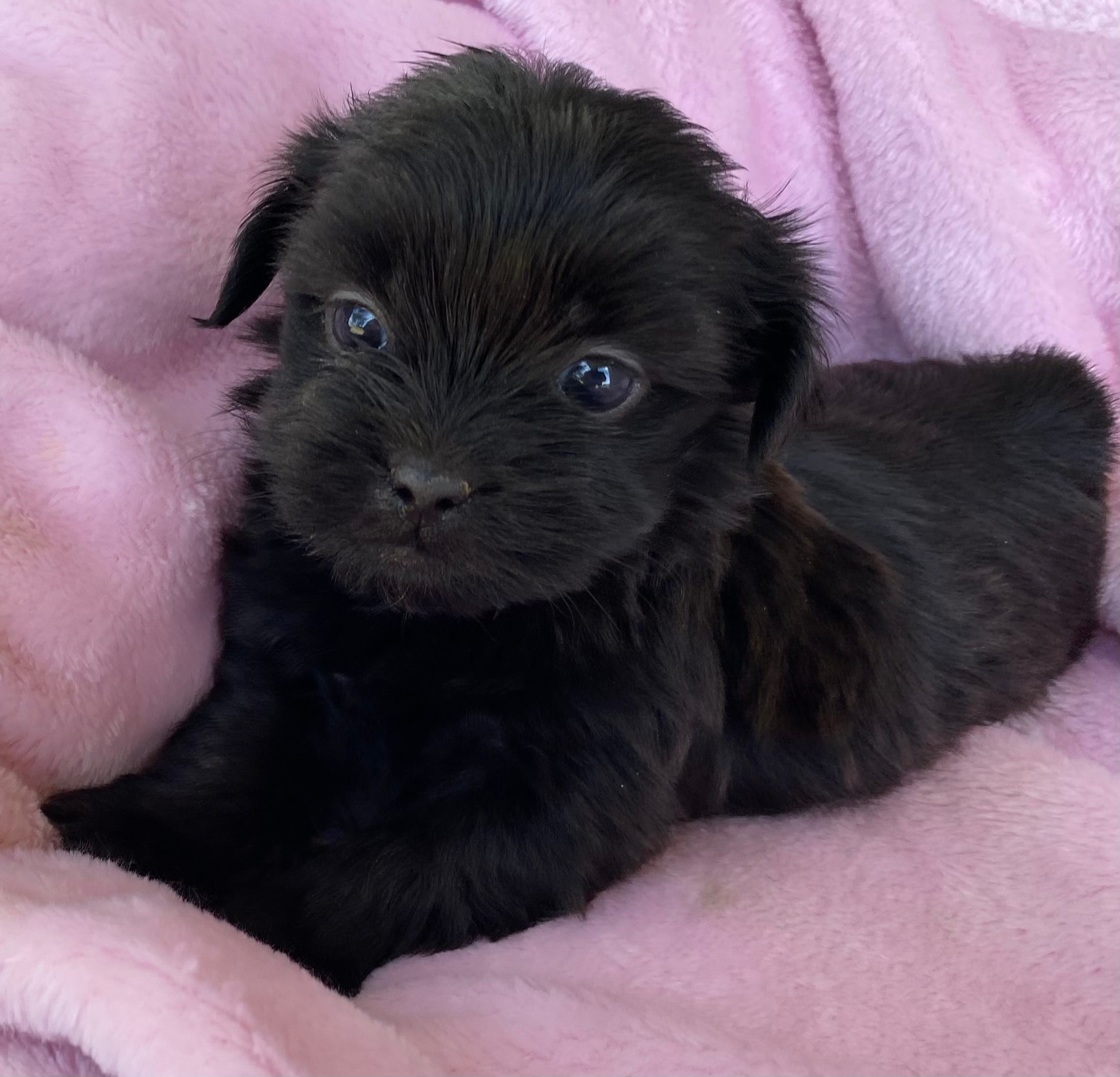 Stella – Shihpoo puppy for sale in Wesson, MS