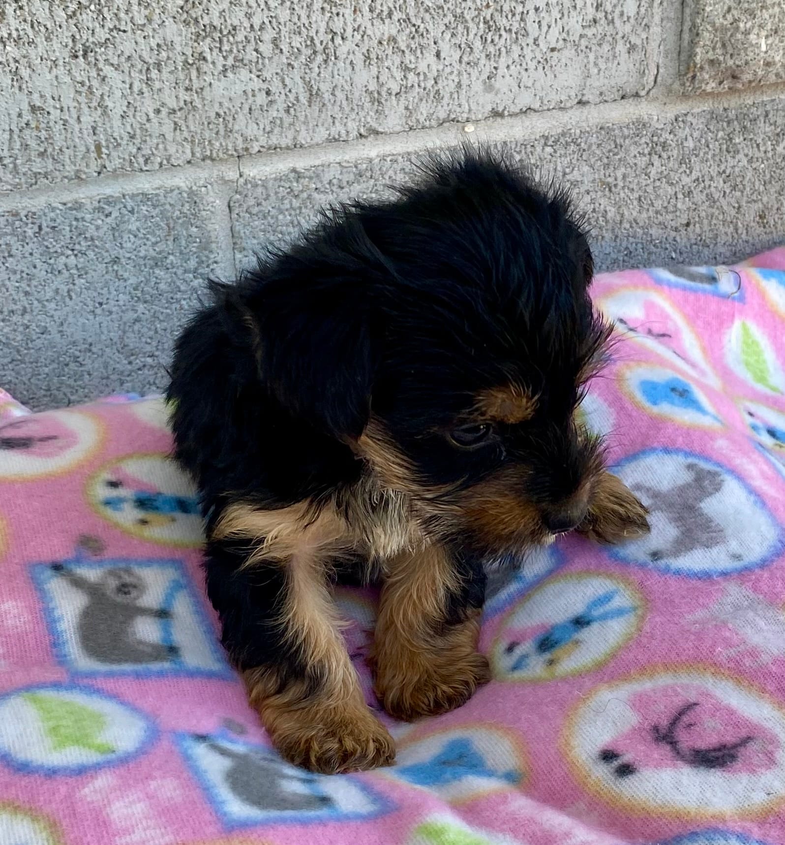 Mary – Yorkshire Terrier puppy for sale in Wesson, MS