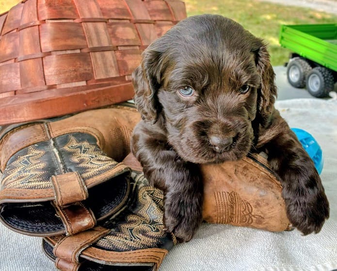 Blue male  – Boykin Spaniel puppy for sale in Westminster, SC