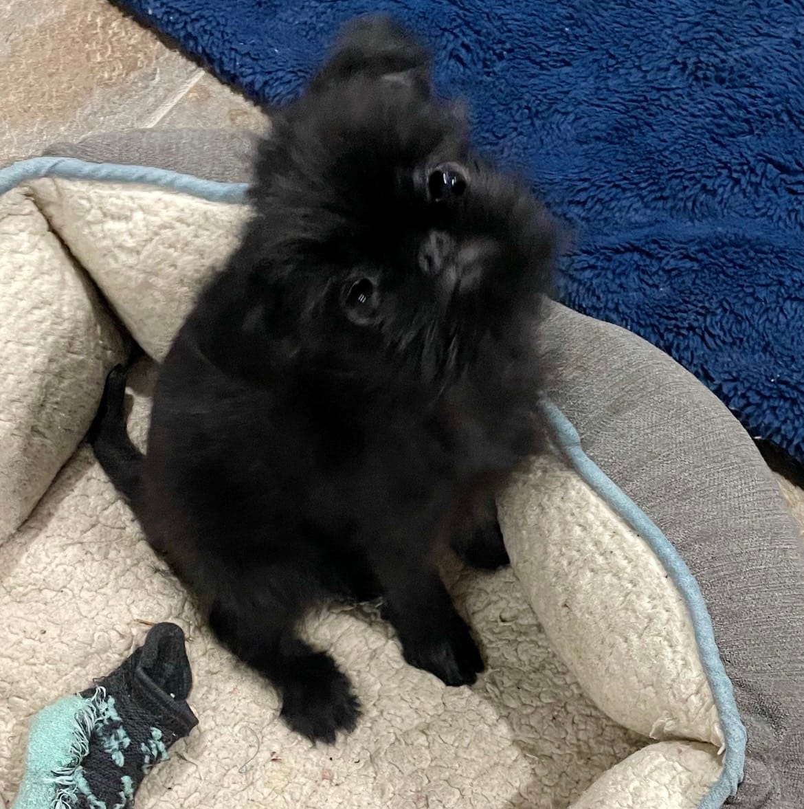 Mr. Personality – Brussels Griffon puppy for sale in Saginaw, MI