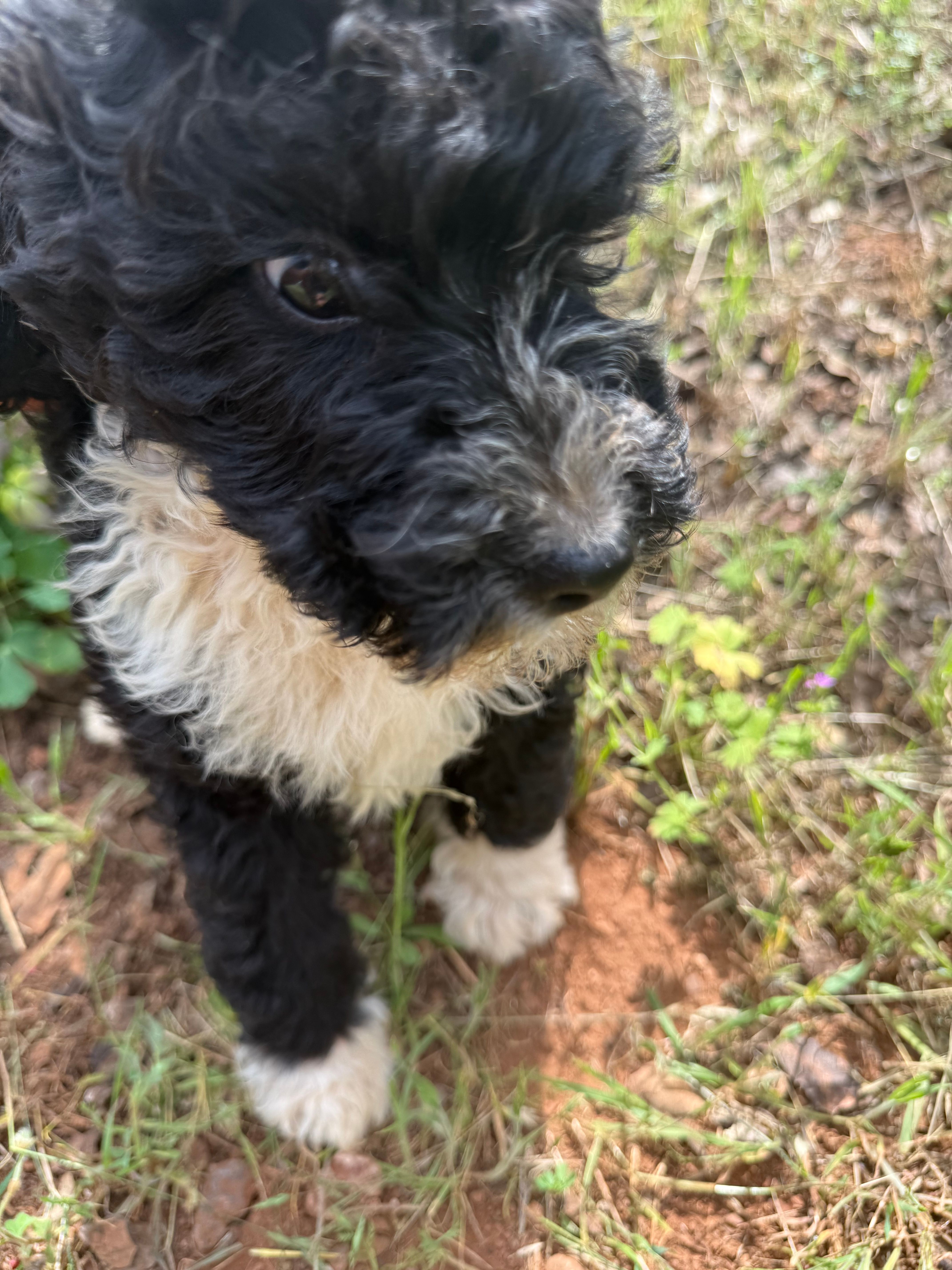 Jack – Miniature Goldendoodle puppy for sale in Cottonwood, CA