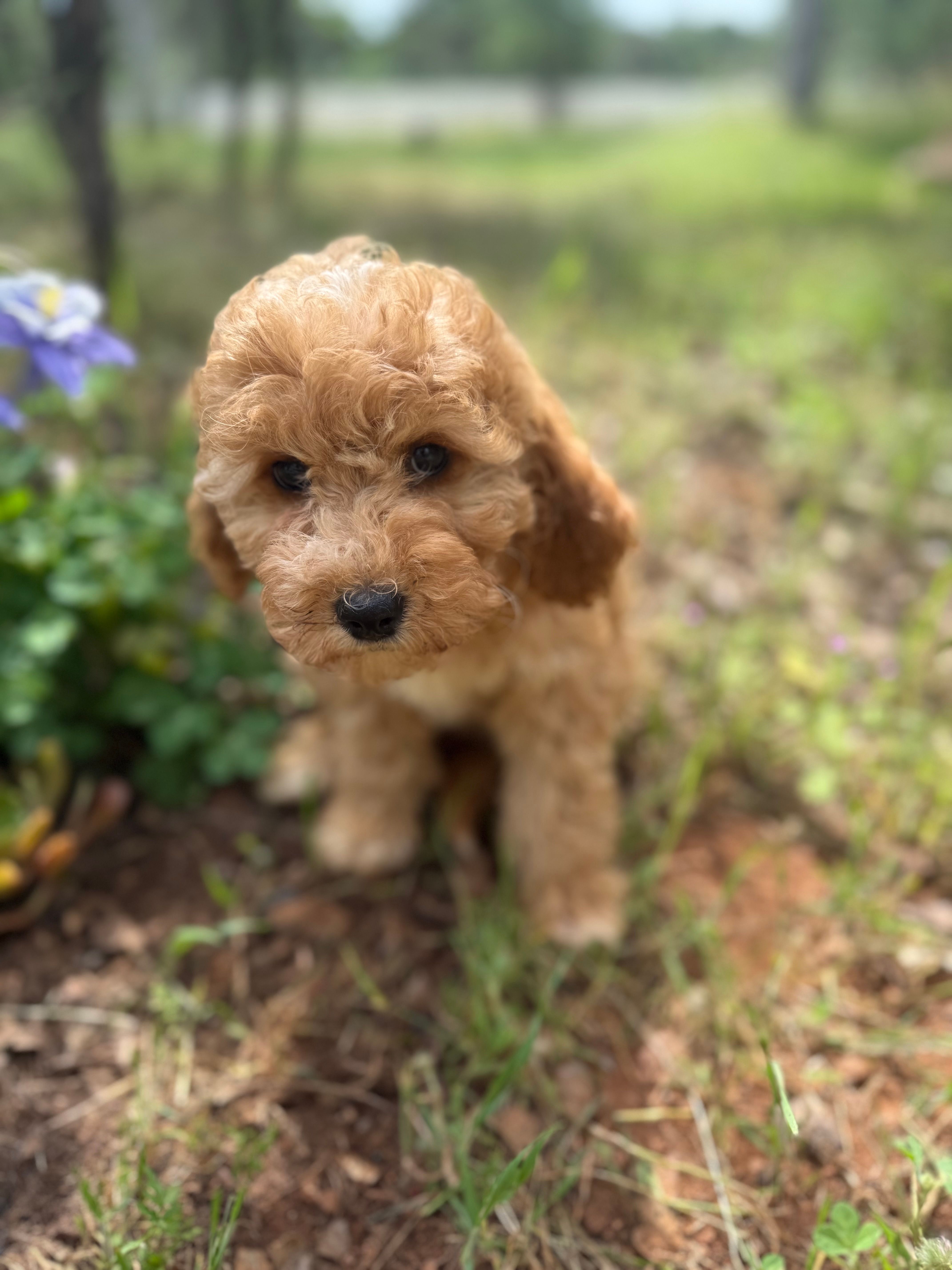 Luna – Miniature Goldendoodle puppy for sale in Cottonwood, CA