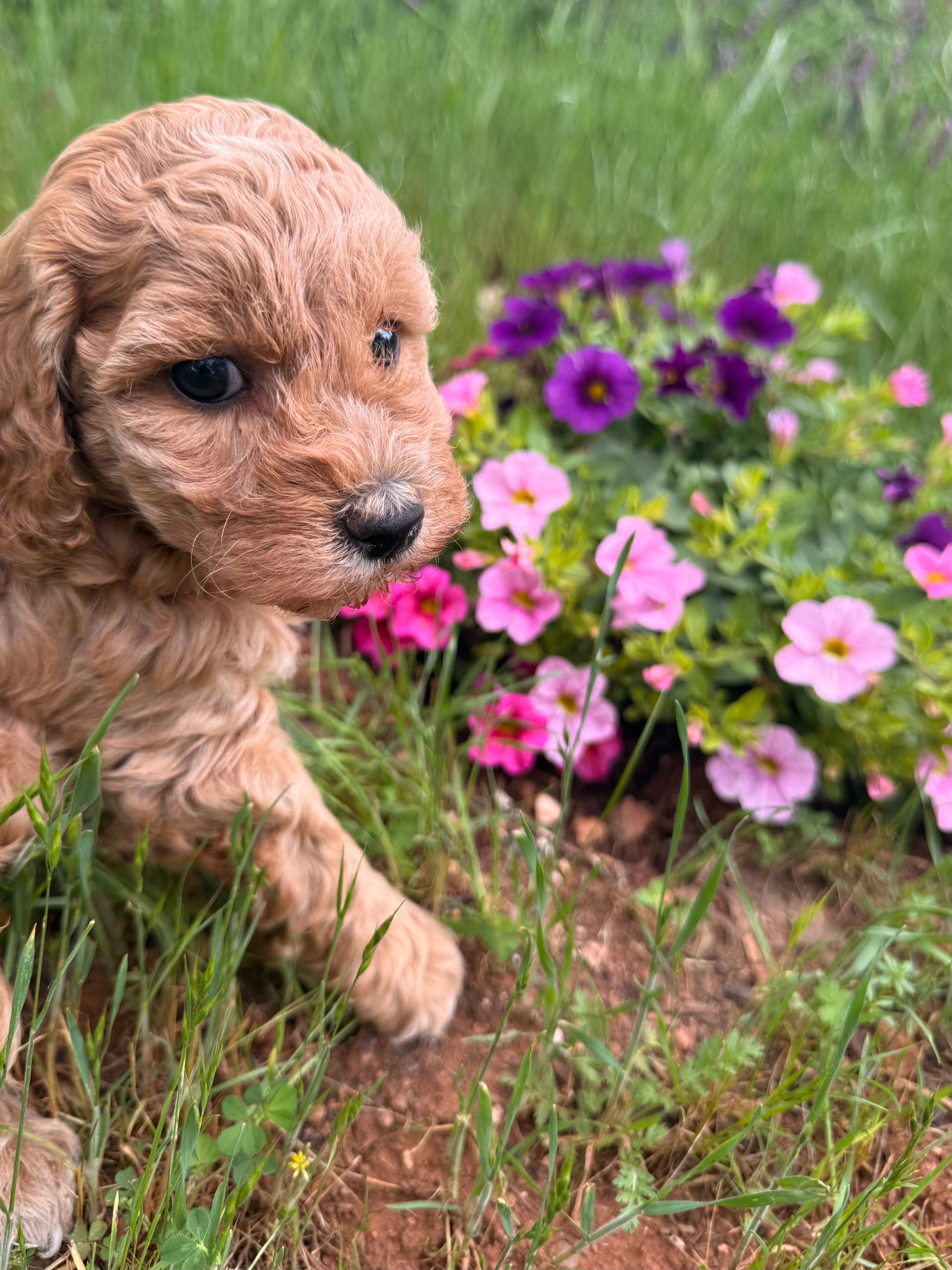 Skylee  – Miniature Goldendoodle puppy for sale in Cottonwood, CA