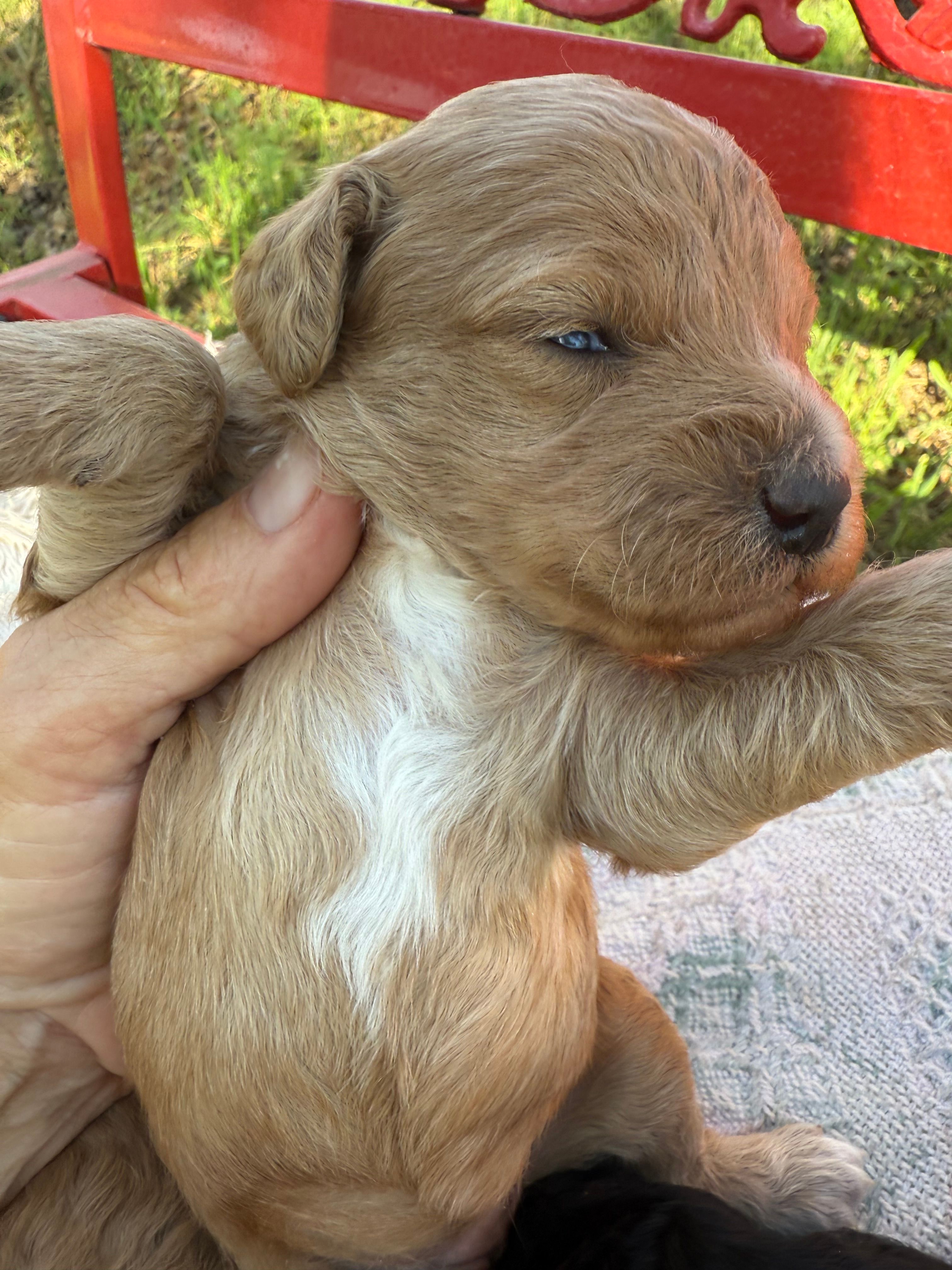 Dani – Miniature Goldendoodle puppy for sale in Cottonwood, CA