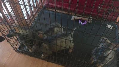 Sara, a female German Shepherd Dog for sale in Livingston Manor, NY – 2 of 3