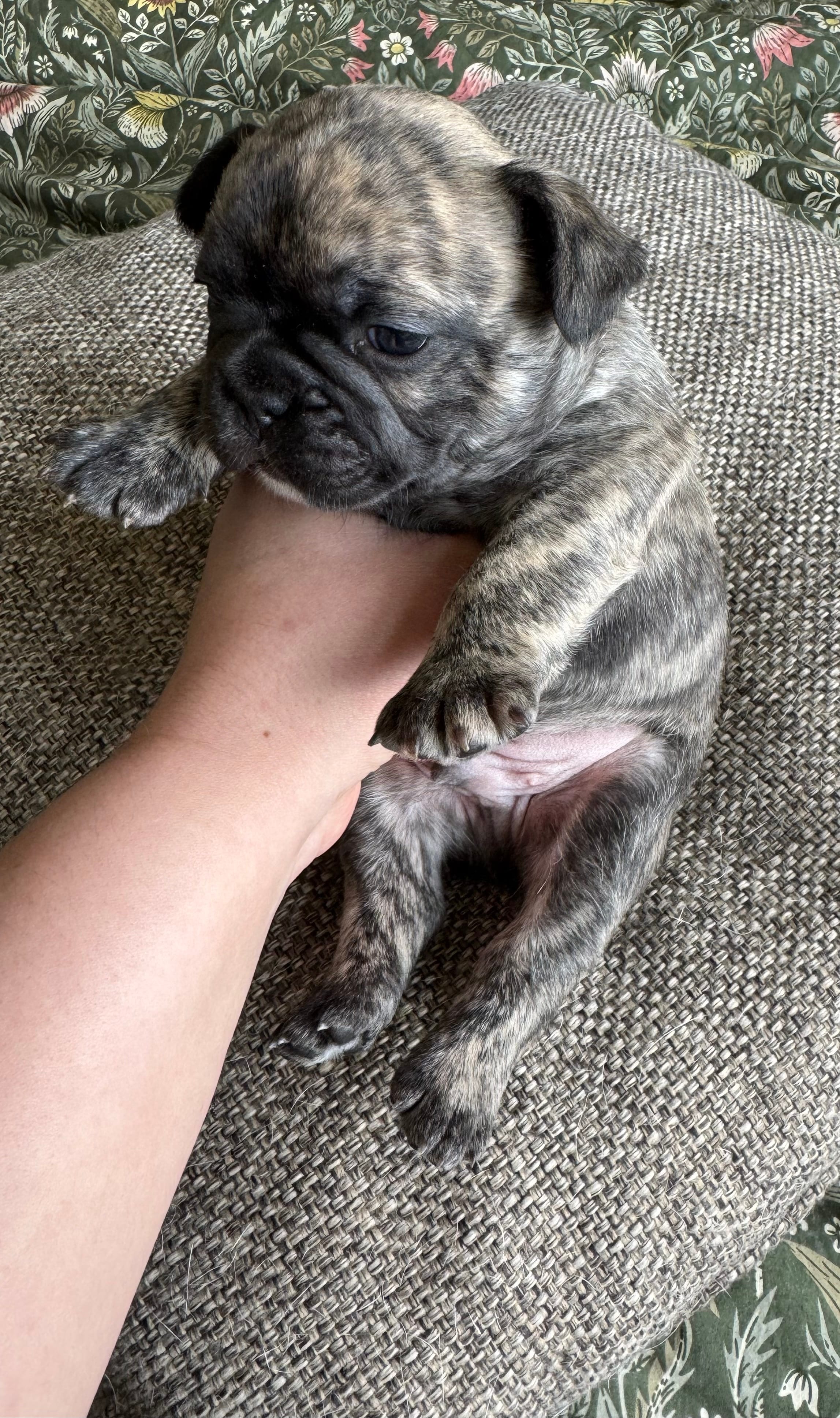 Tigger – French Bulldog puppy for sale in Dayton, OH