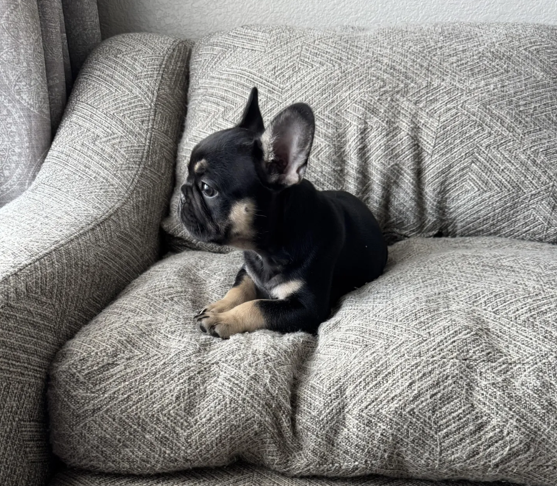 Gucci – French Bulldog puppy for sale in Colorado Springs, CO