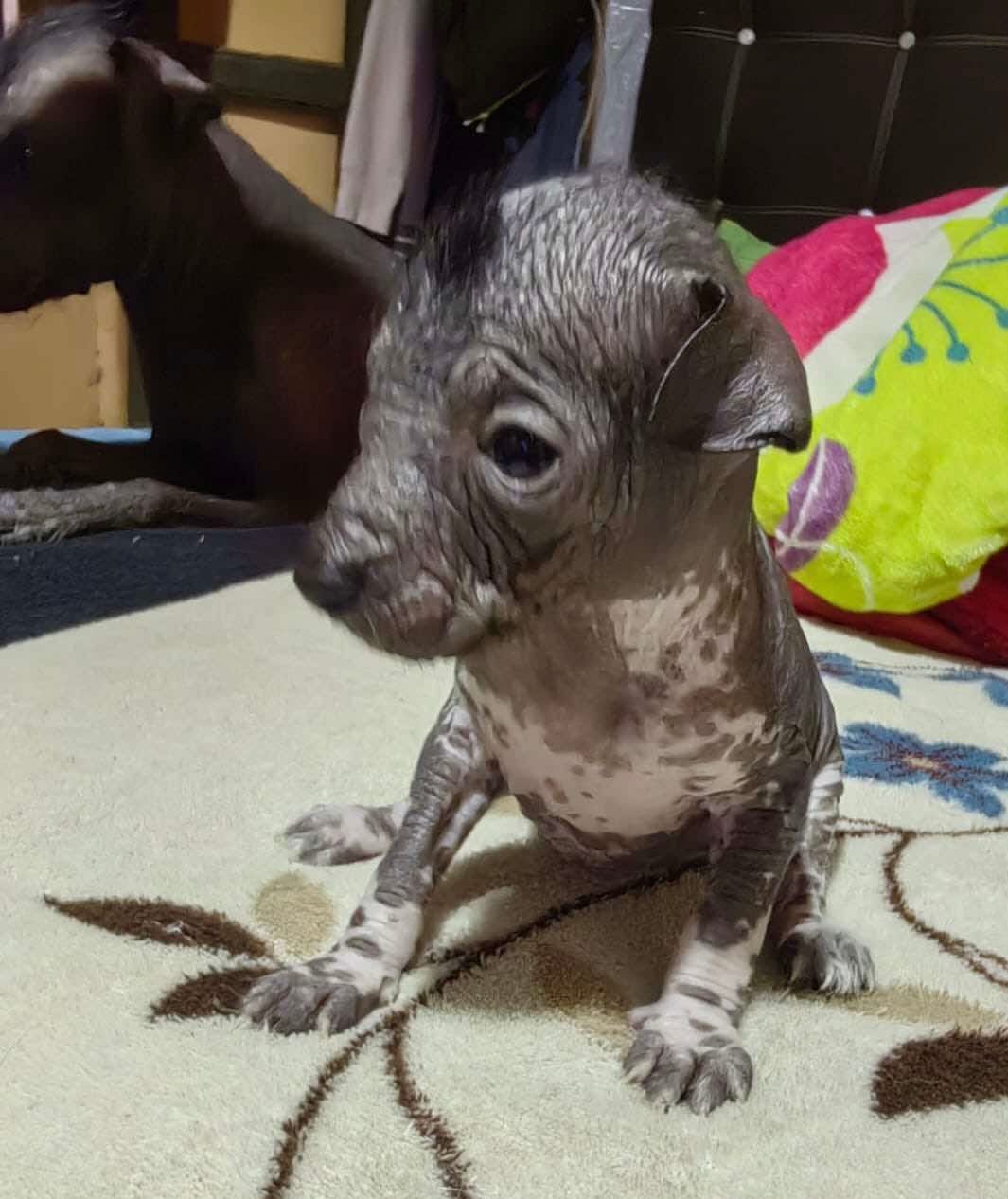 Cuitlahuac / médium size – Xoloitzcuintli puppy for sale in McAllen, TX