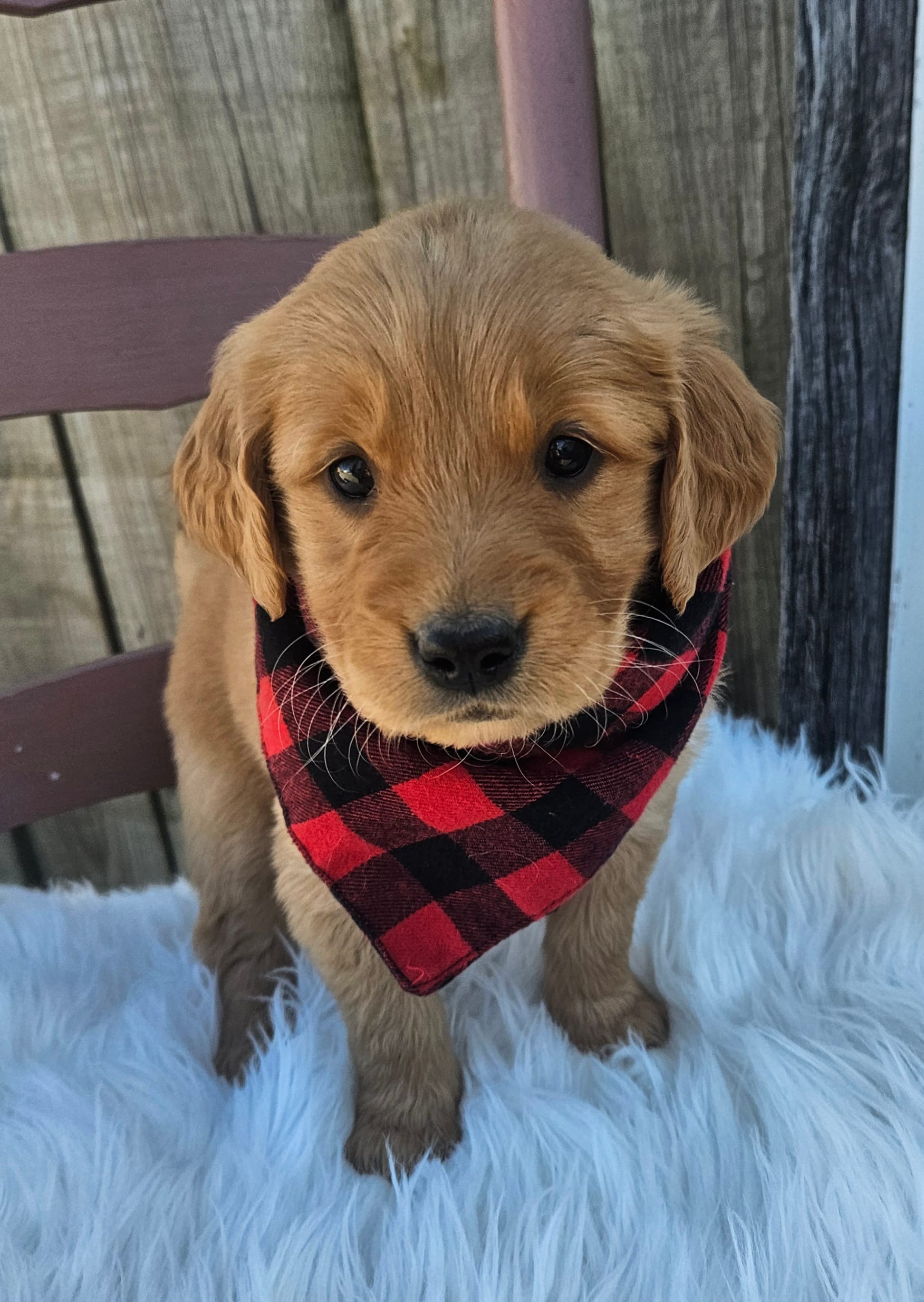 Cambri – Golden Retriever puppy for sale in Washington, IN