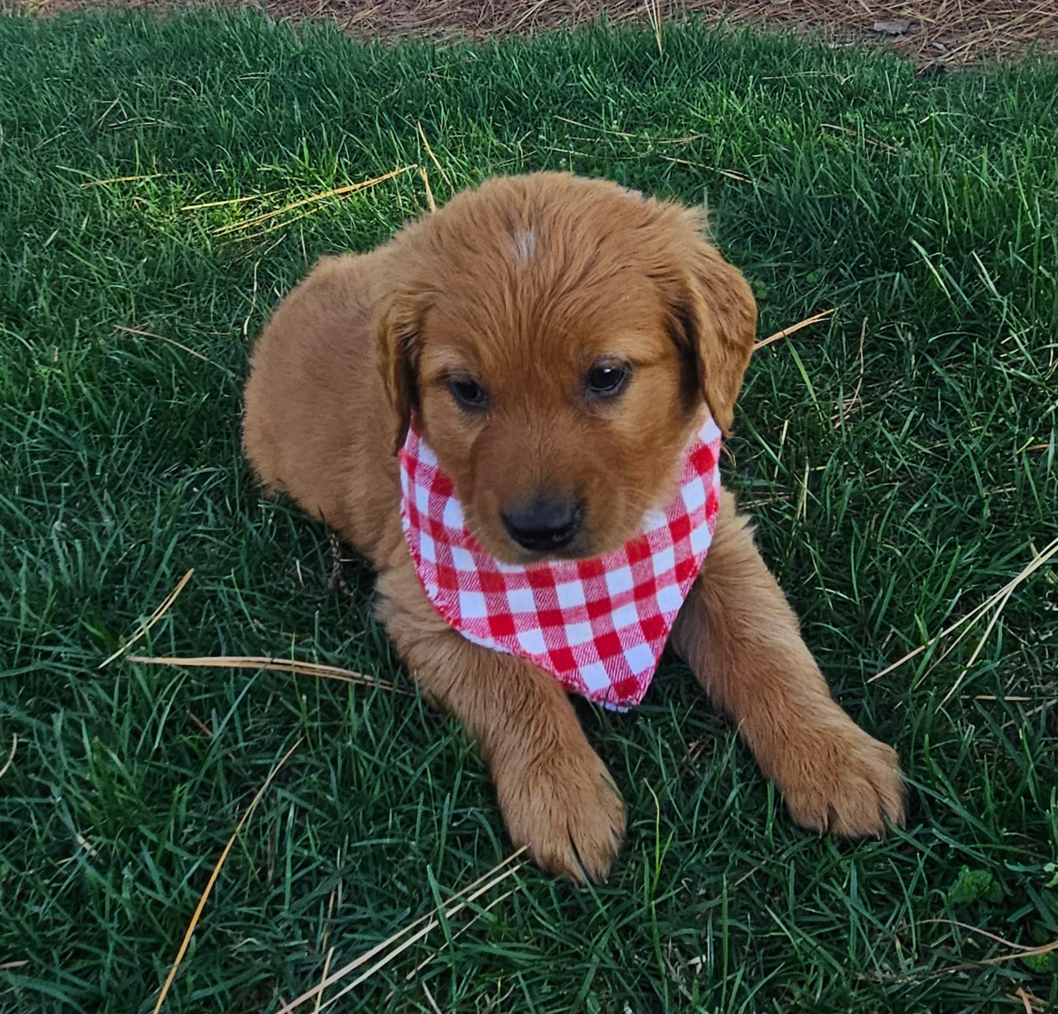 Josee – Golden Retriever puppy for sale in Washington, IN