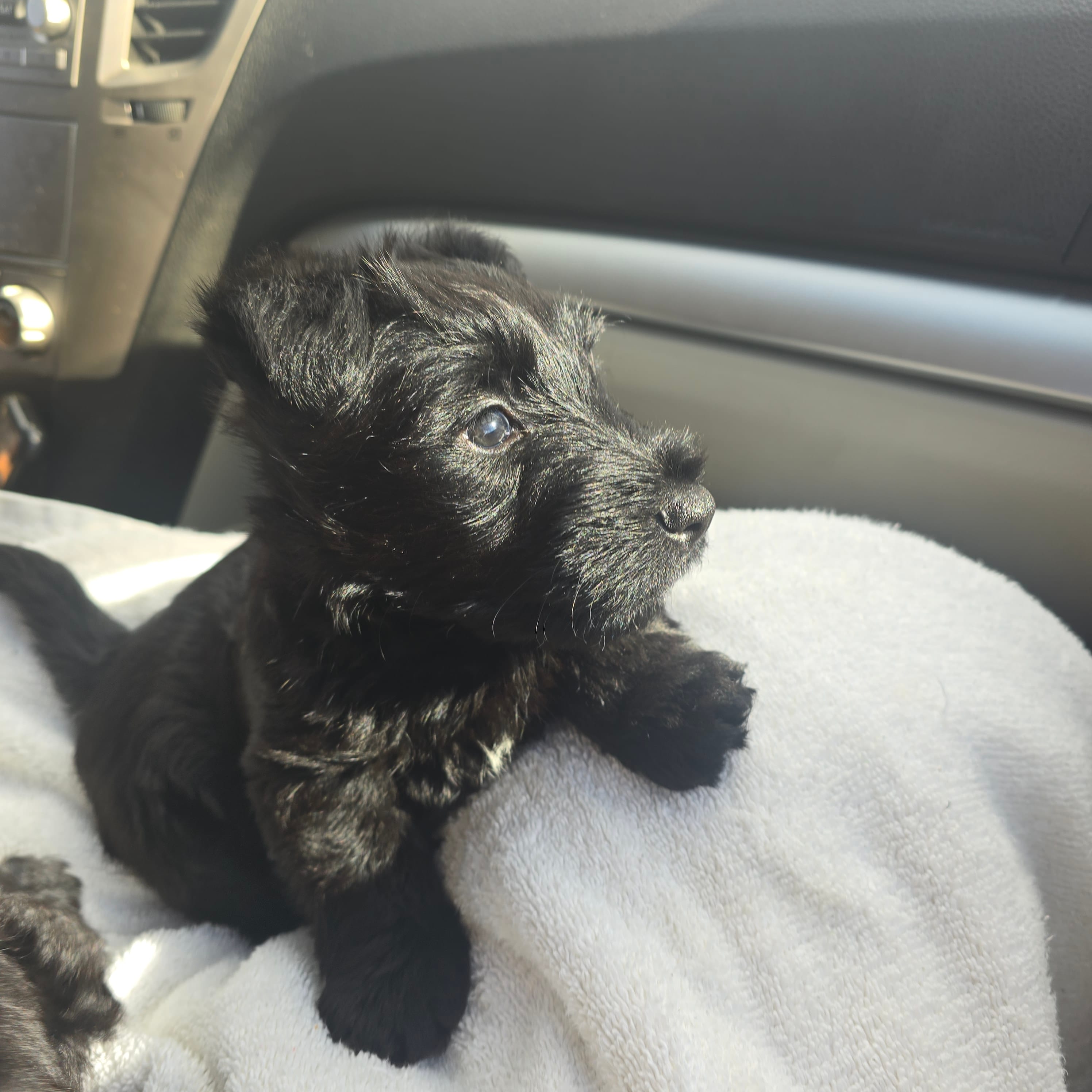 Bowie – Scottish Terrier puppy for sale in Fayetteville, AR