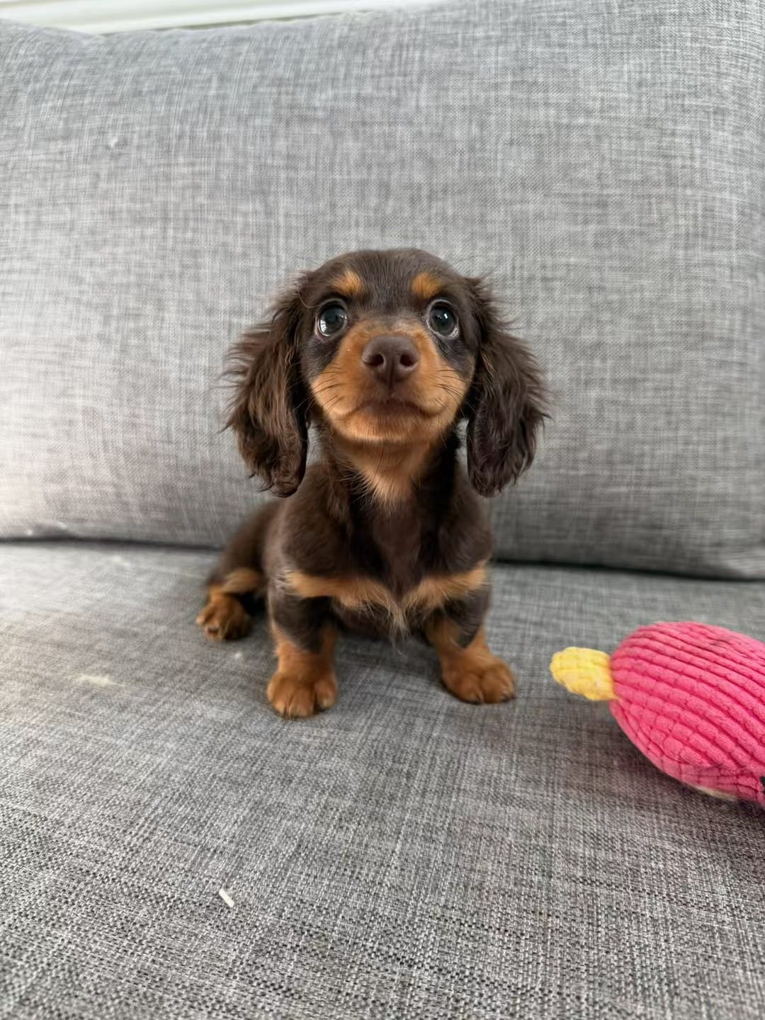 Eva – Miniature Dachshund puppy for sale in San Gabriel, CA