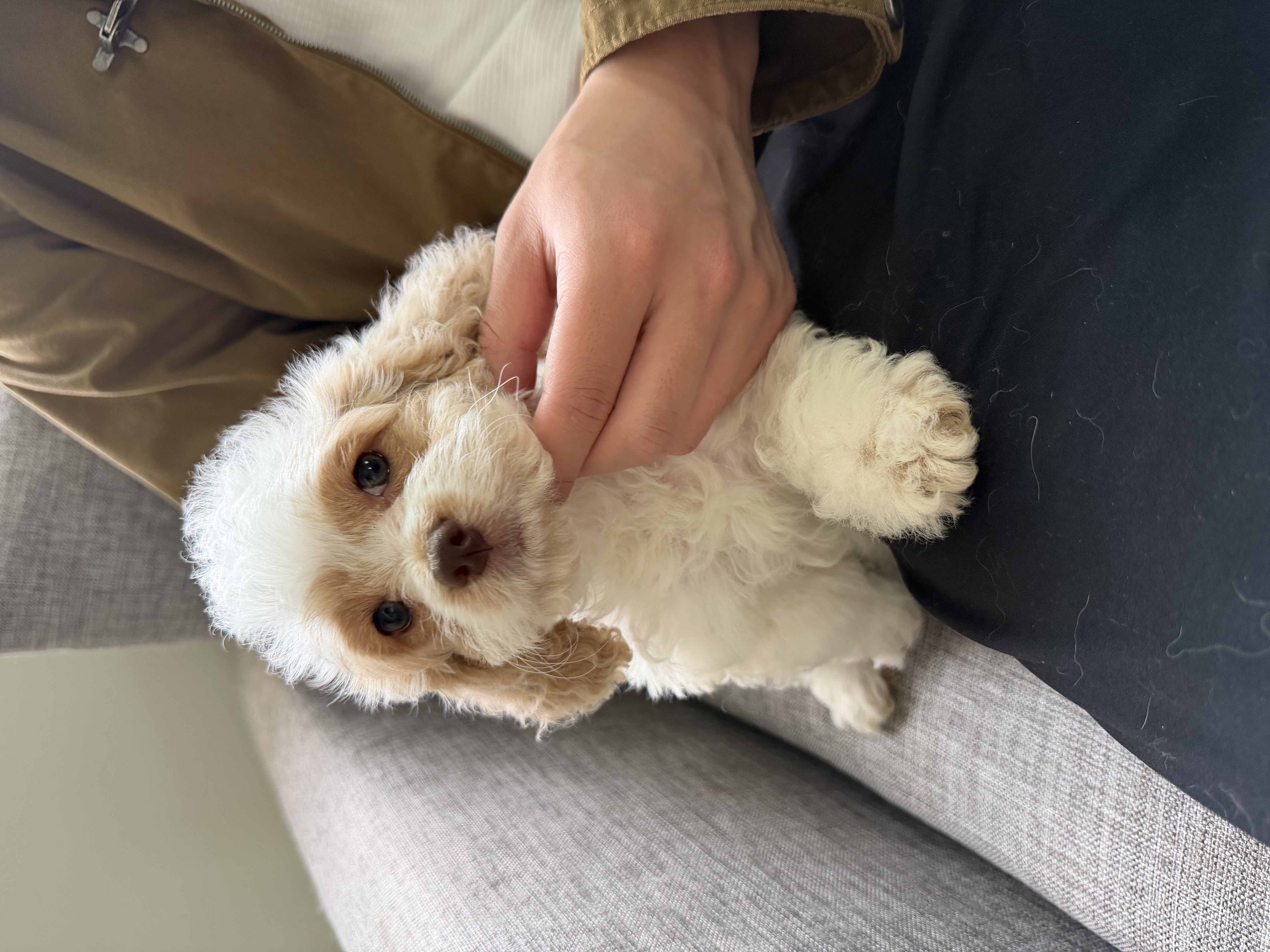 Clare – Cockapoo puppy for sale in San Gabriel, CA