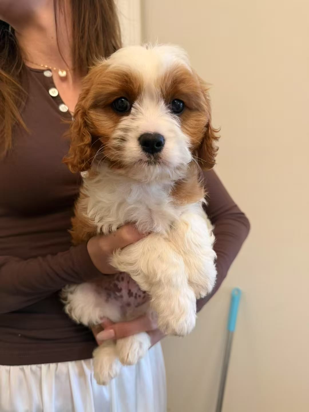 Lemon – Cavapoo puppy for sale in San Gabriel, CA