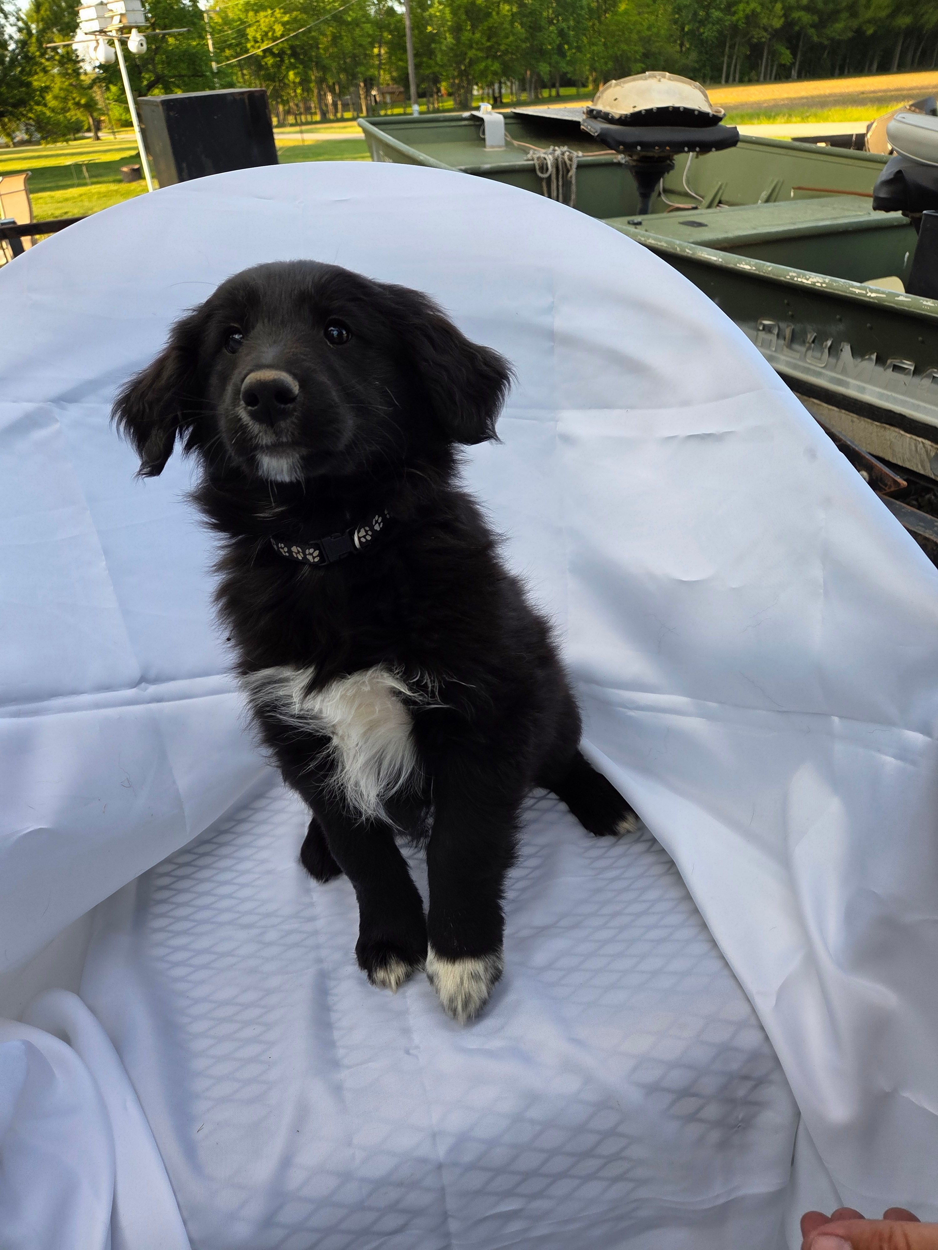 COAL – Shetland Sheepdog, Golden Retriever puppy for sale in Sandborn, IN