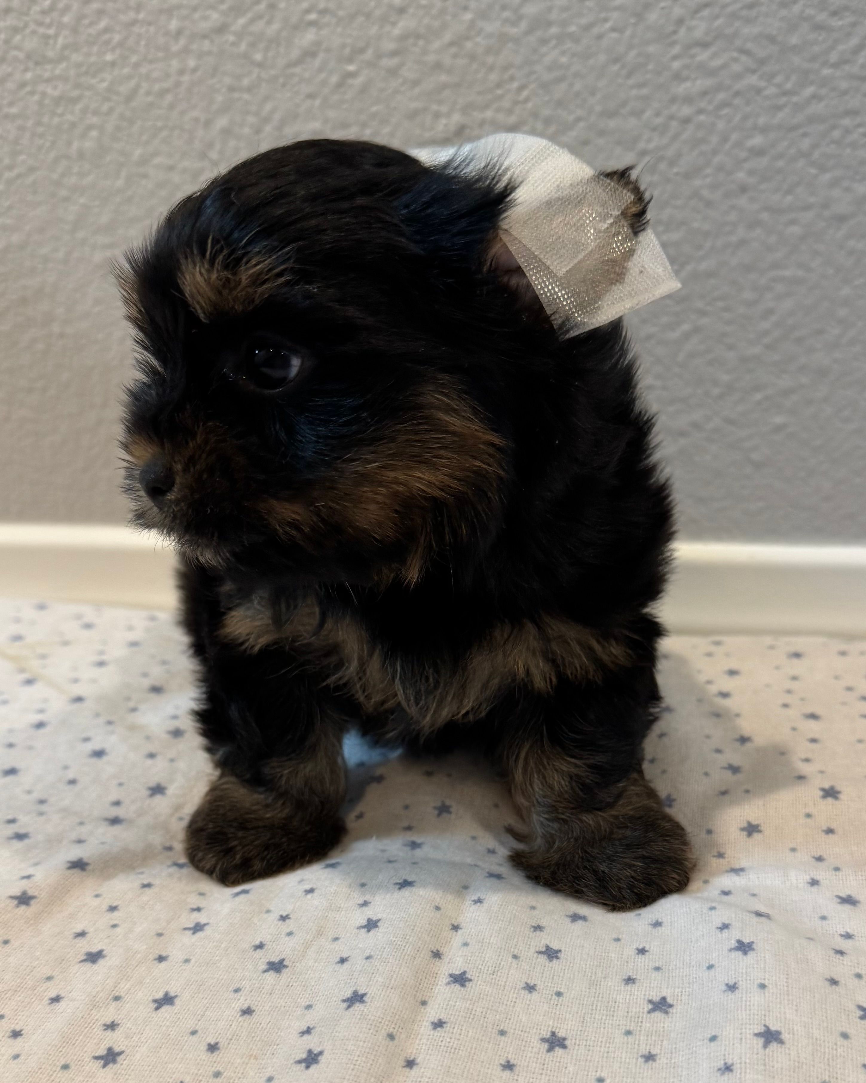 Buddy – Yorkshire Terrier puppy for sale in Jurupa Valley, CA