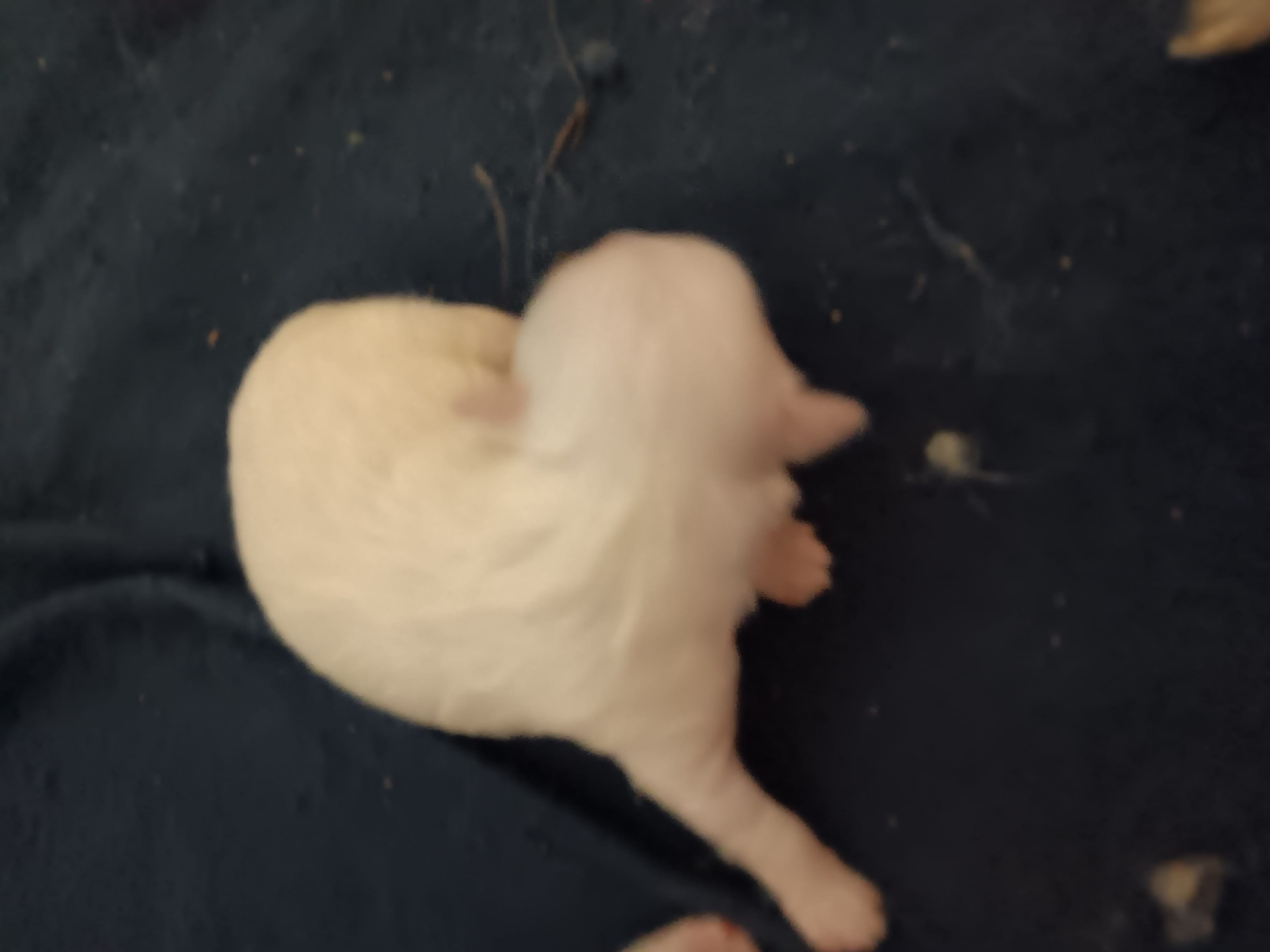 No name – Maltese puppy for sale in Rochelle, GA