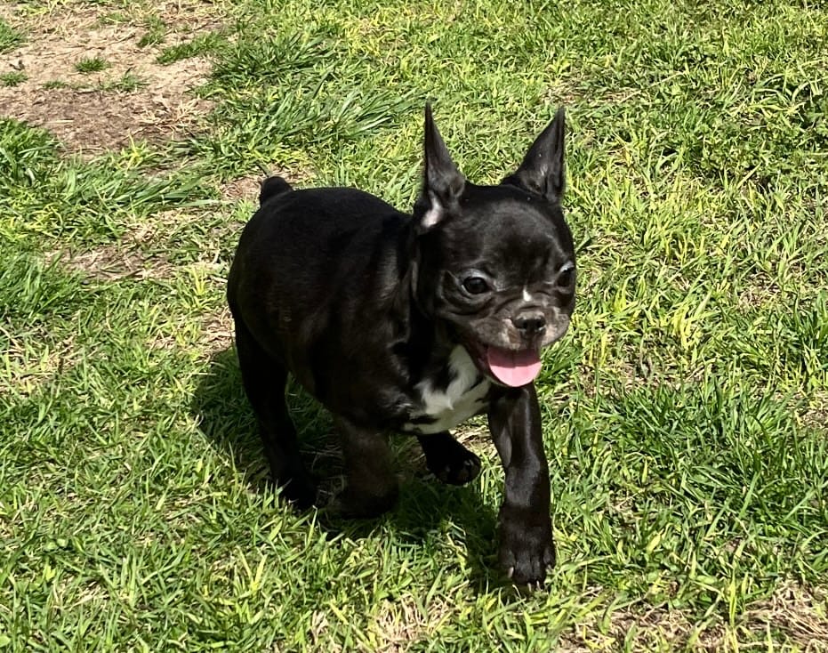 Snowie – French Bulldog puppy for sale in Williamston, NC