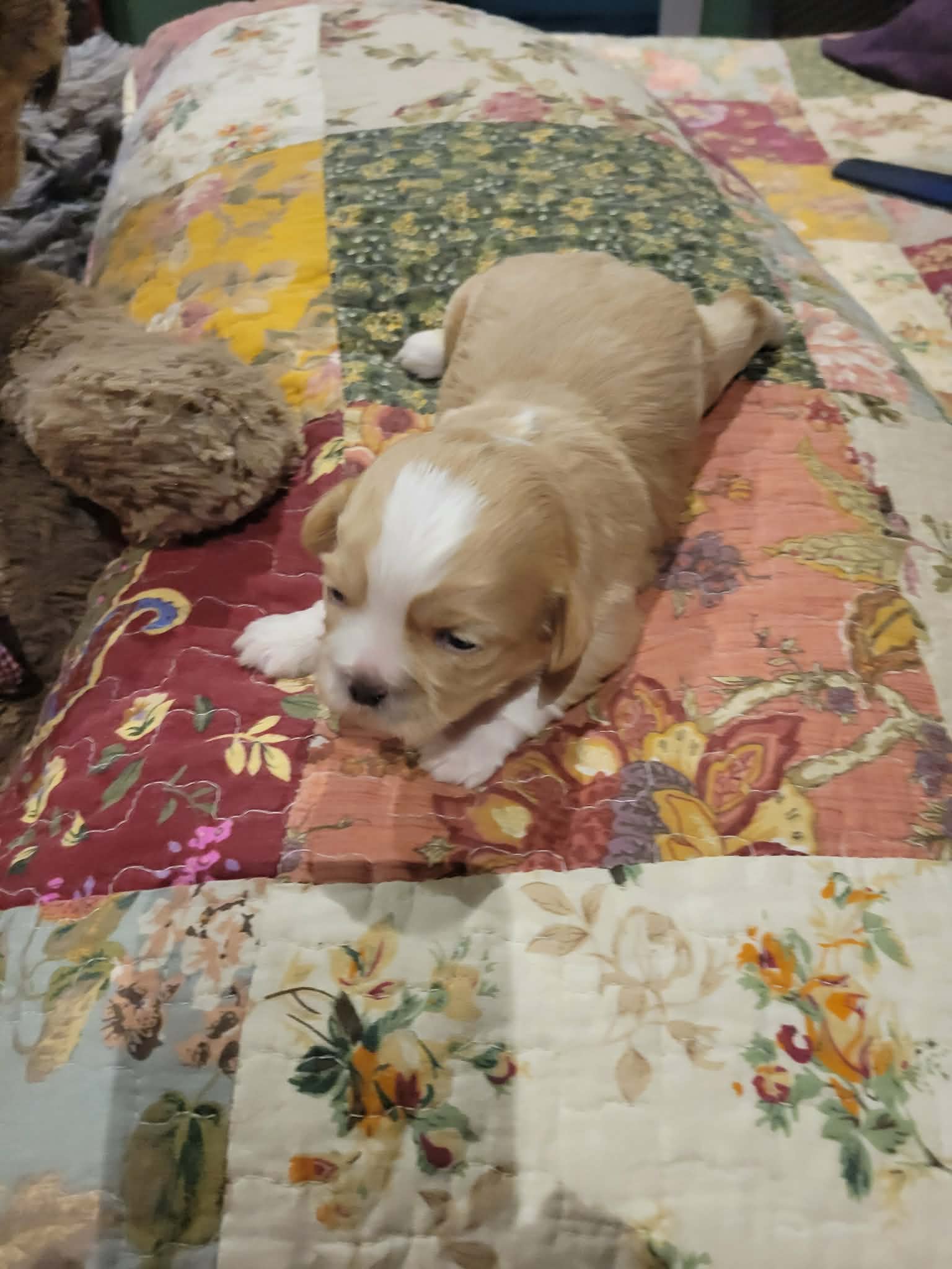 Champ – Shih Tzu puppy for sale in Buffalo, MO