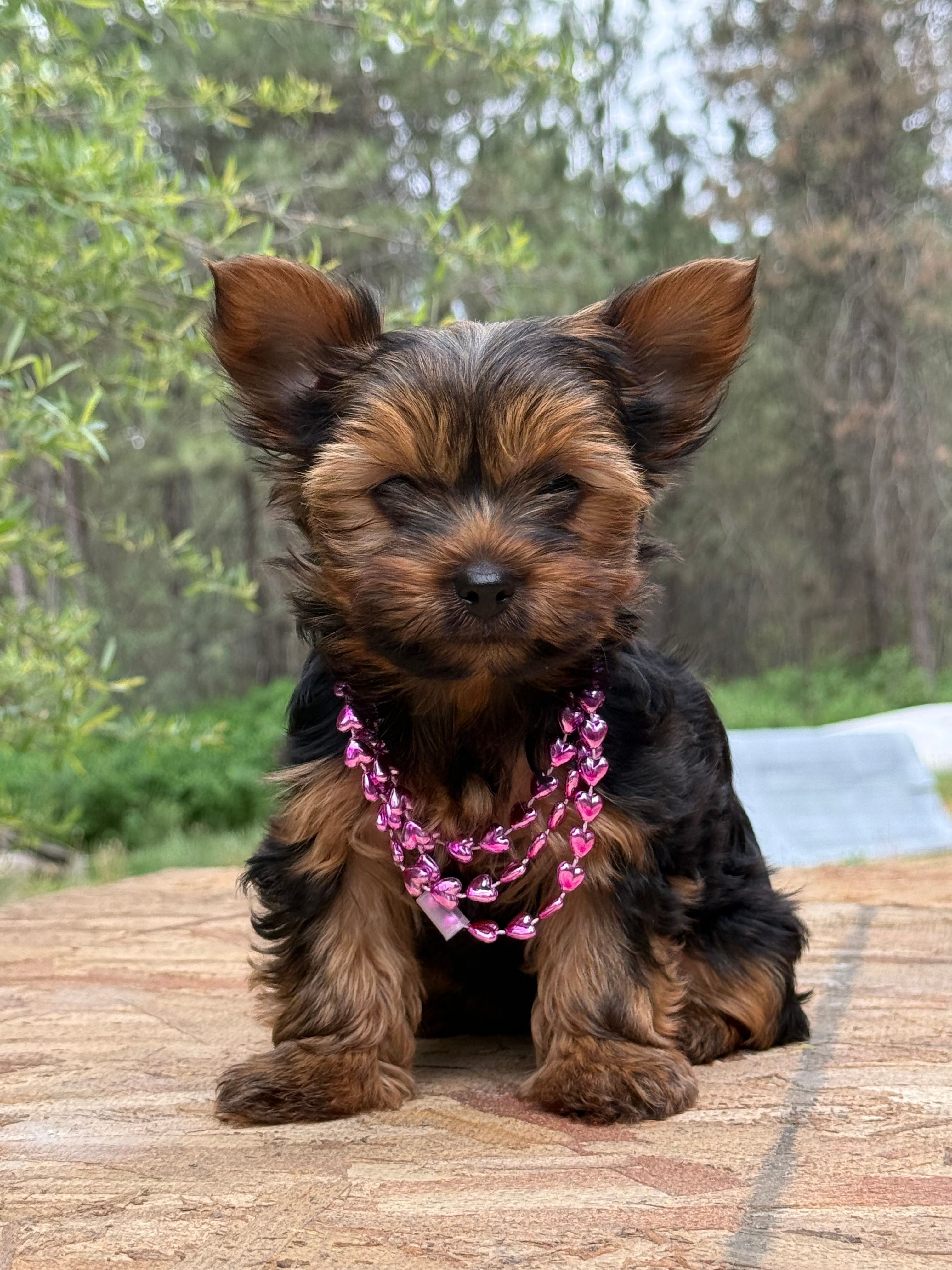 Annabelle  – Yorkshire Terrier puppy for sale in Spokane, WA