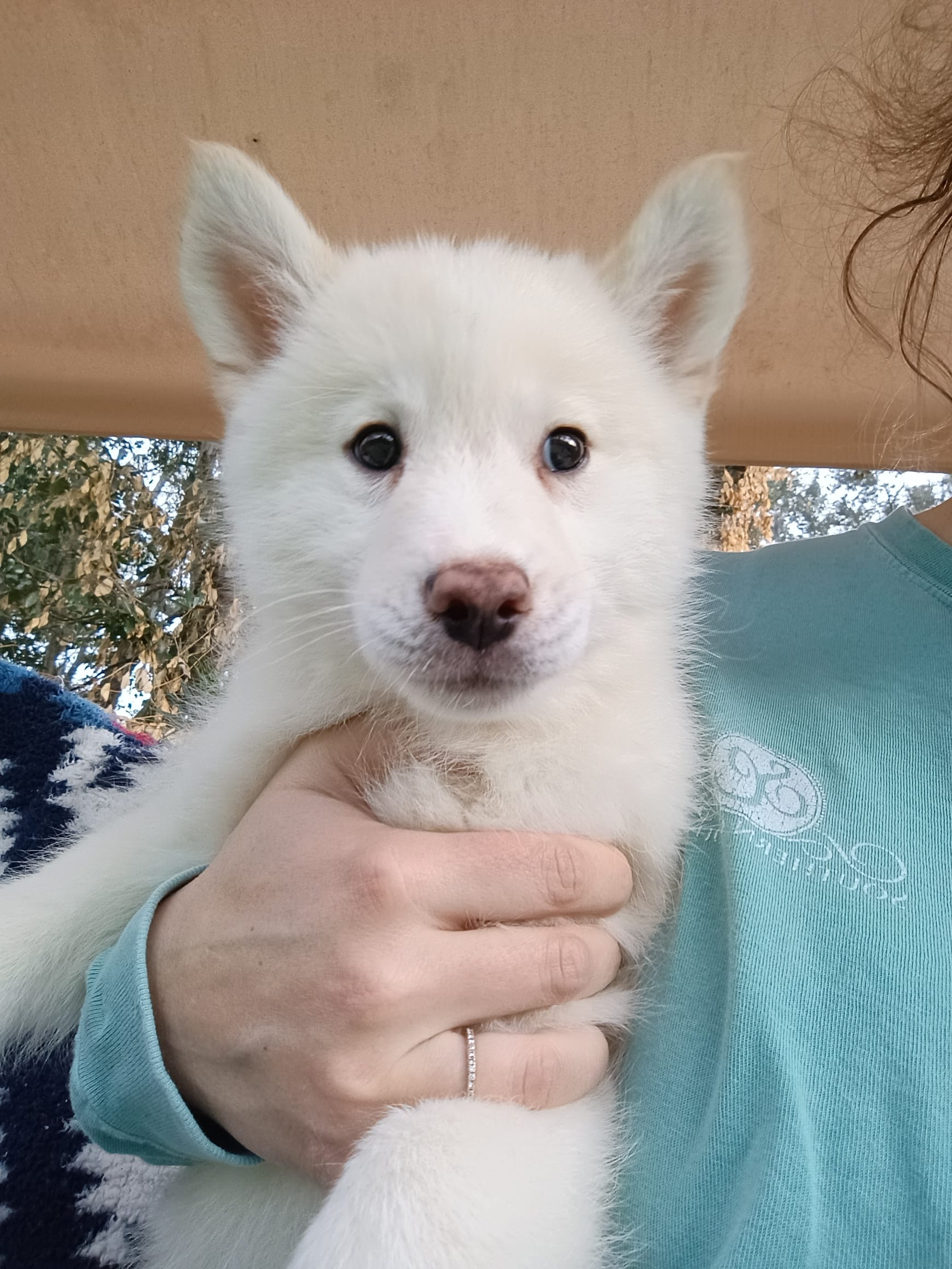 Reno – Pomsky puppy for sale in Orange Park, FL
