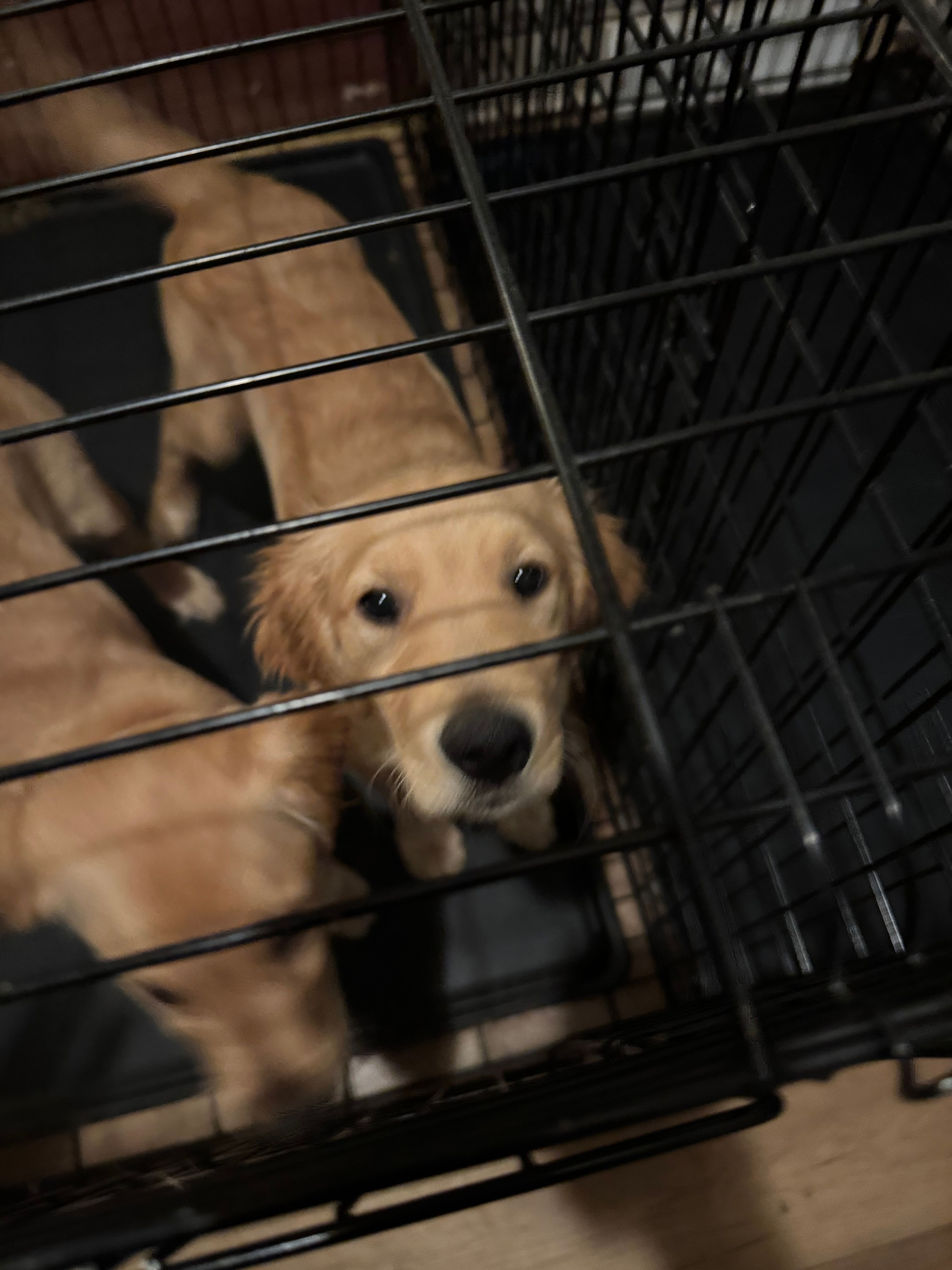 Kelly – Golden Retriever puppy for sale in Wendell, NC