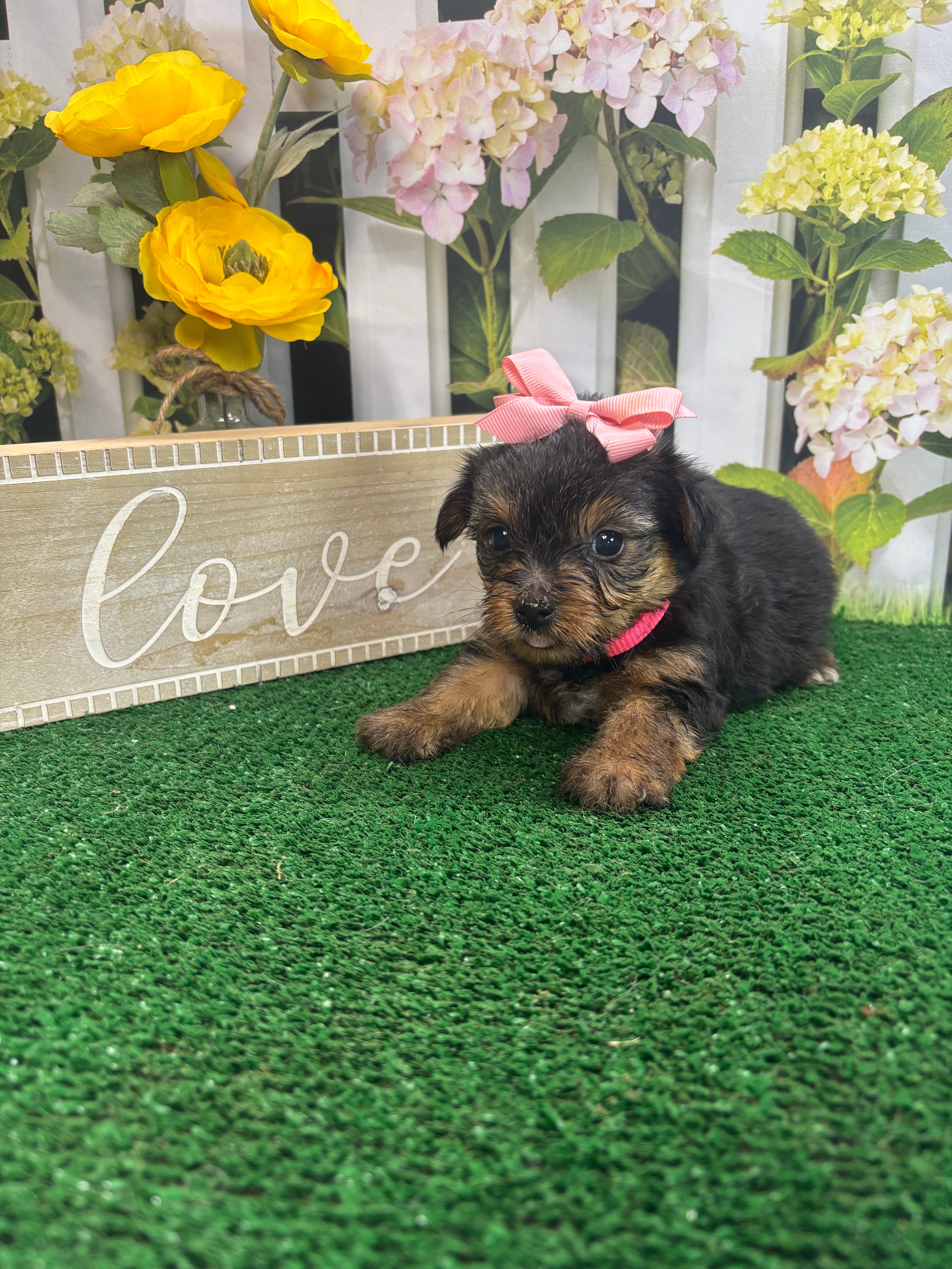 Phoebe's girl – Yorkshire Terrier puppy for sale in Jacksonville, TX