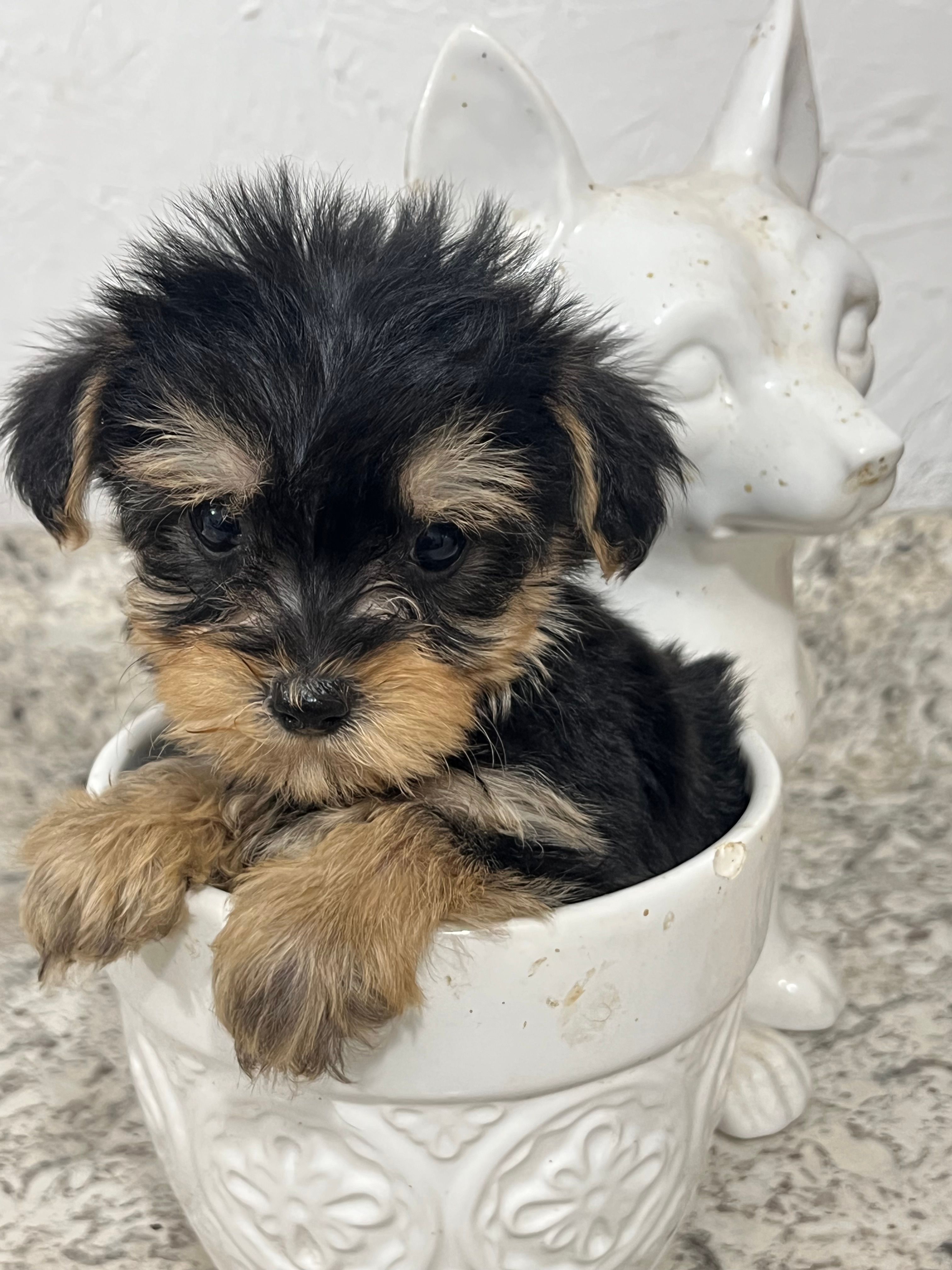 YORKIPOO – Yorkipoo puppy for sale in Greenville, NC