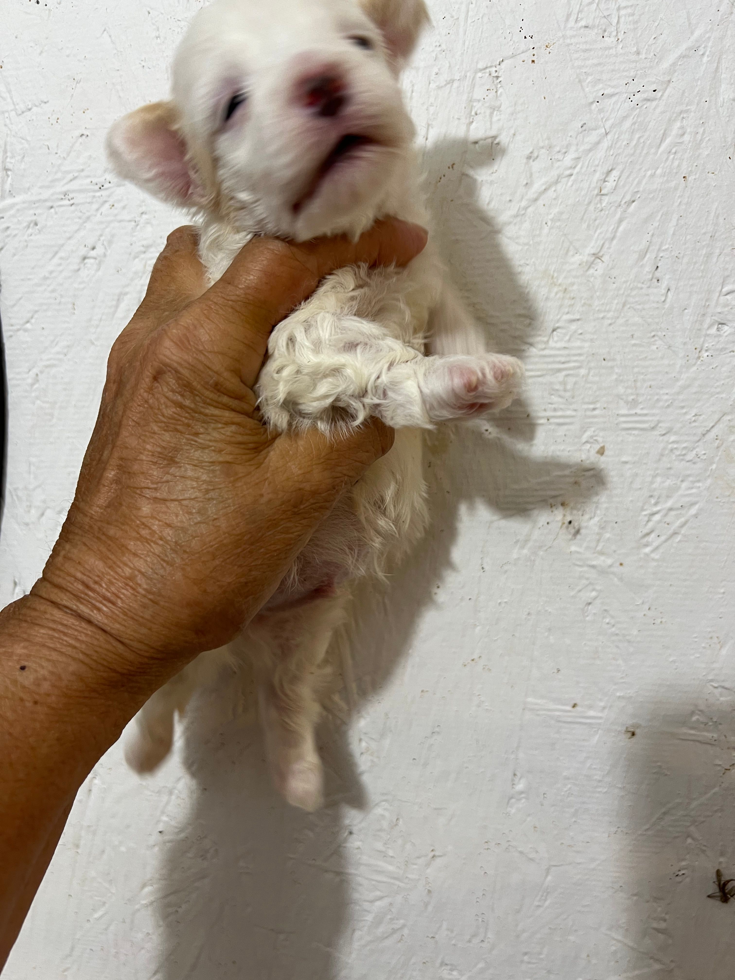 Maltipoo  – Maltipoo puppy for sale in Greenville, NC