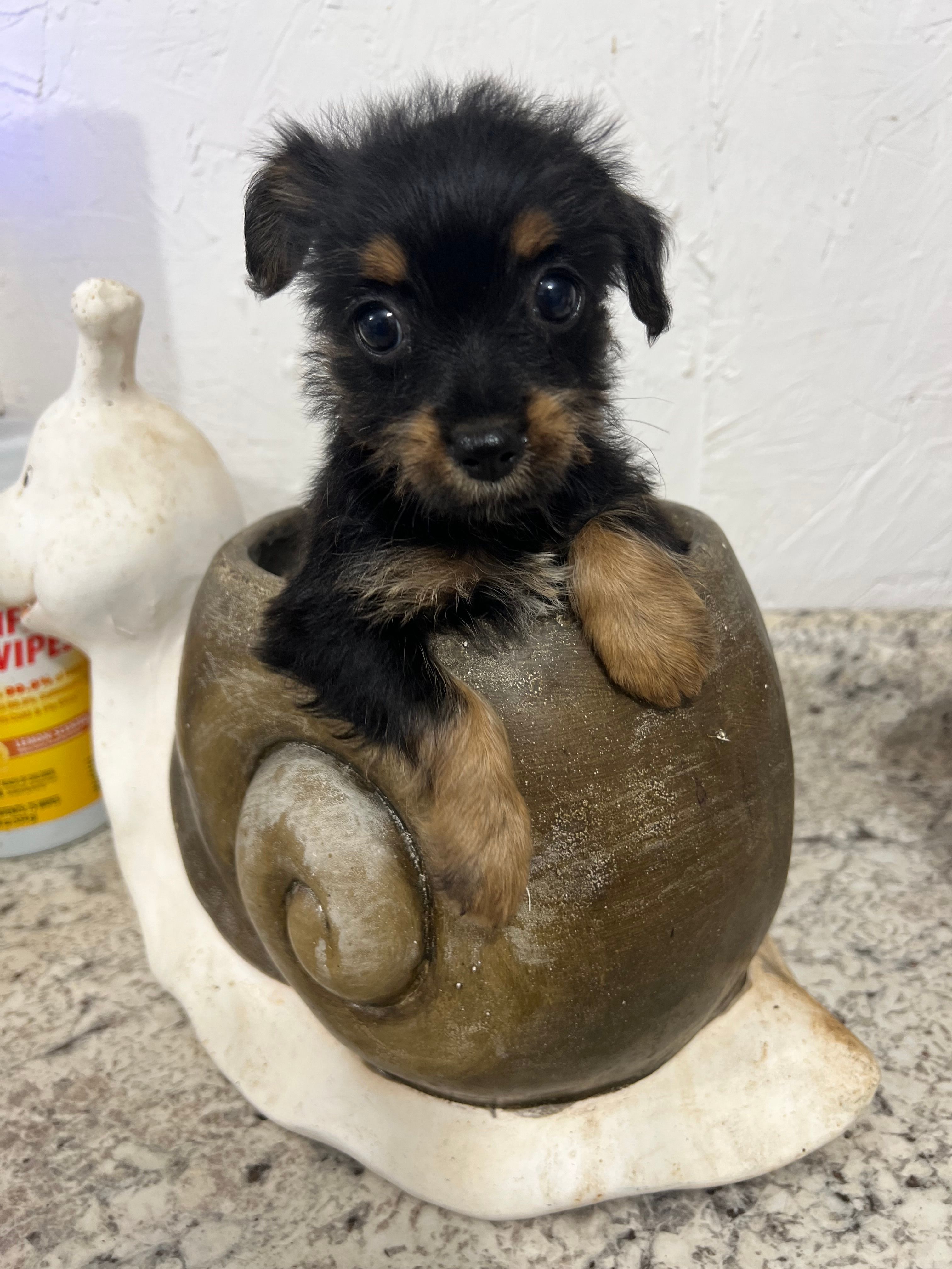 YORKIPOO – Yorkipoo puppy for sale in Greenville, NC