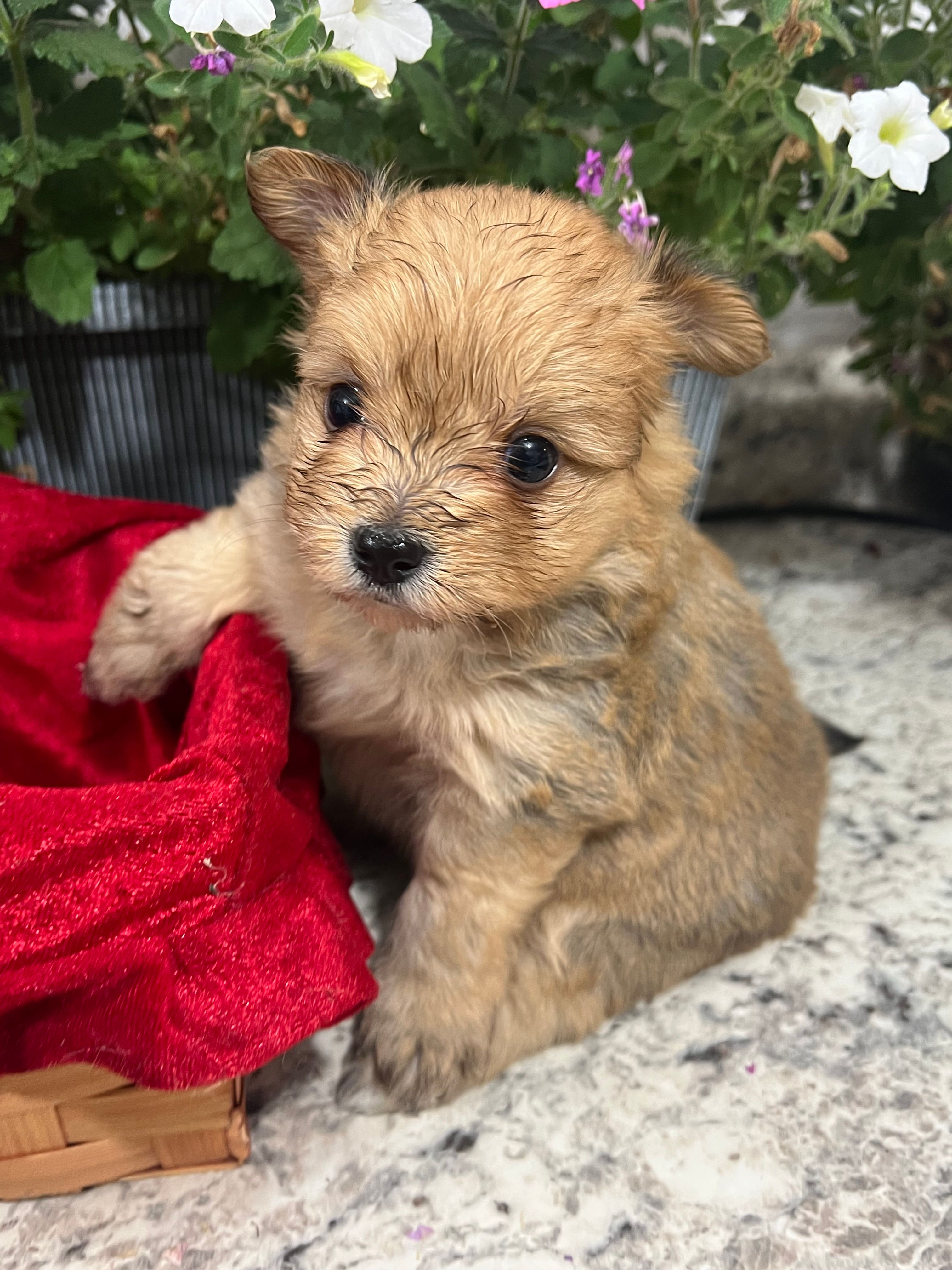 Pom pom – Pomeranian puppy for sale in Greenville, NC