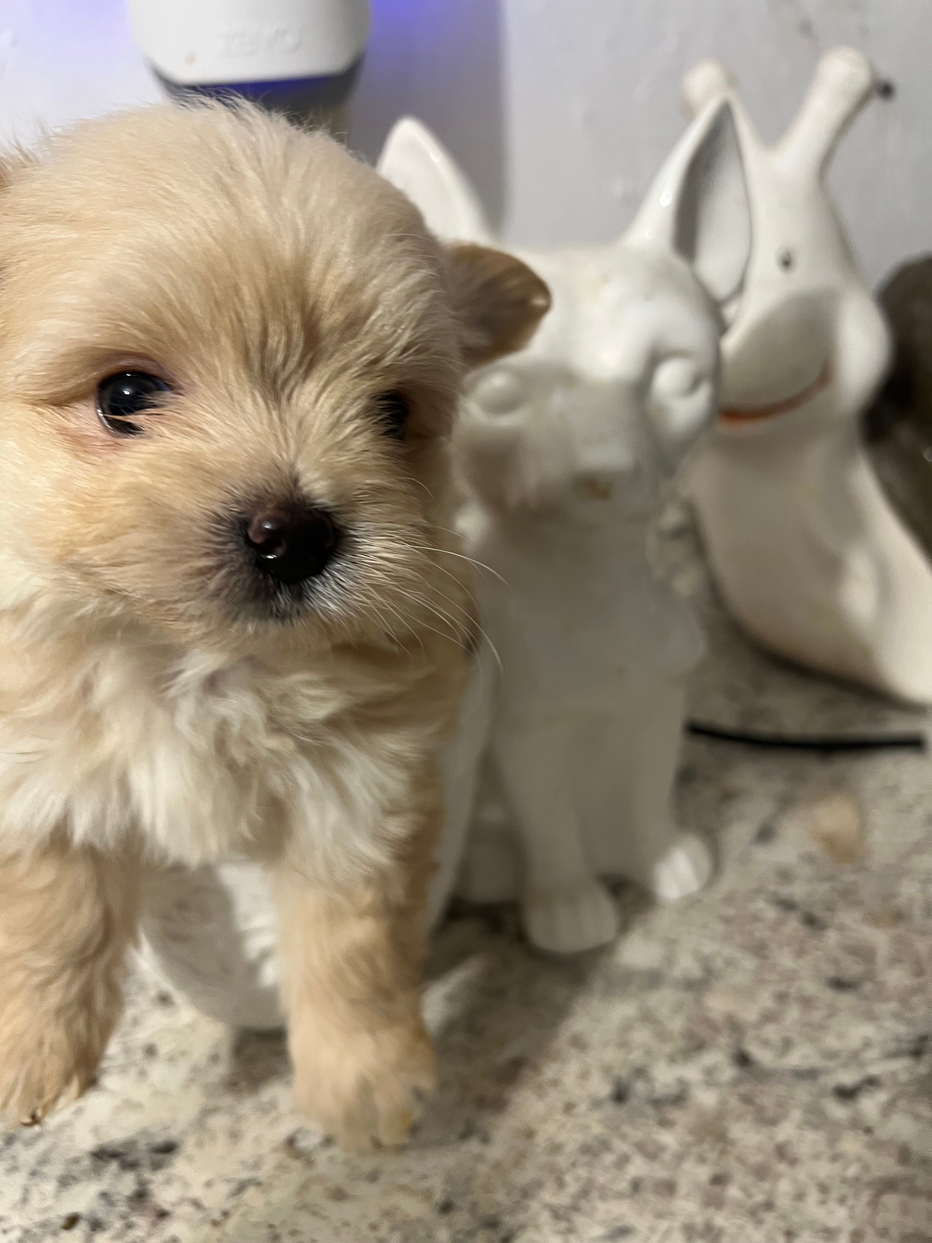Pom pom – Pomeranian puppy for sale in Greenville, NC
