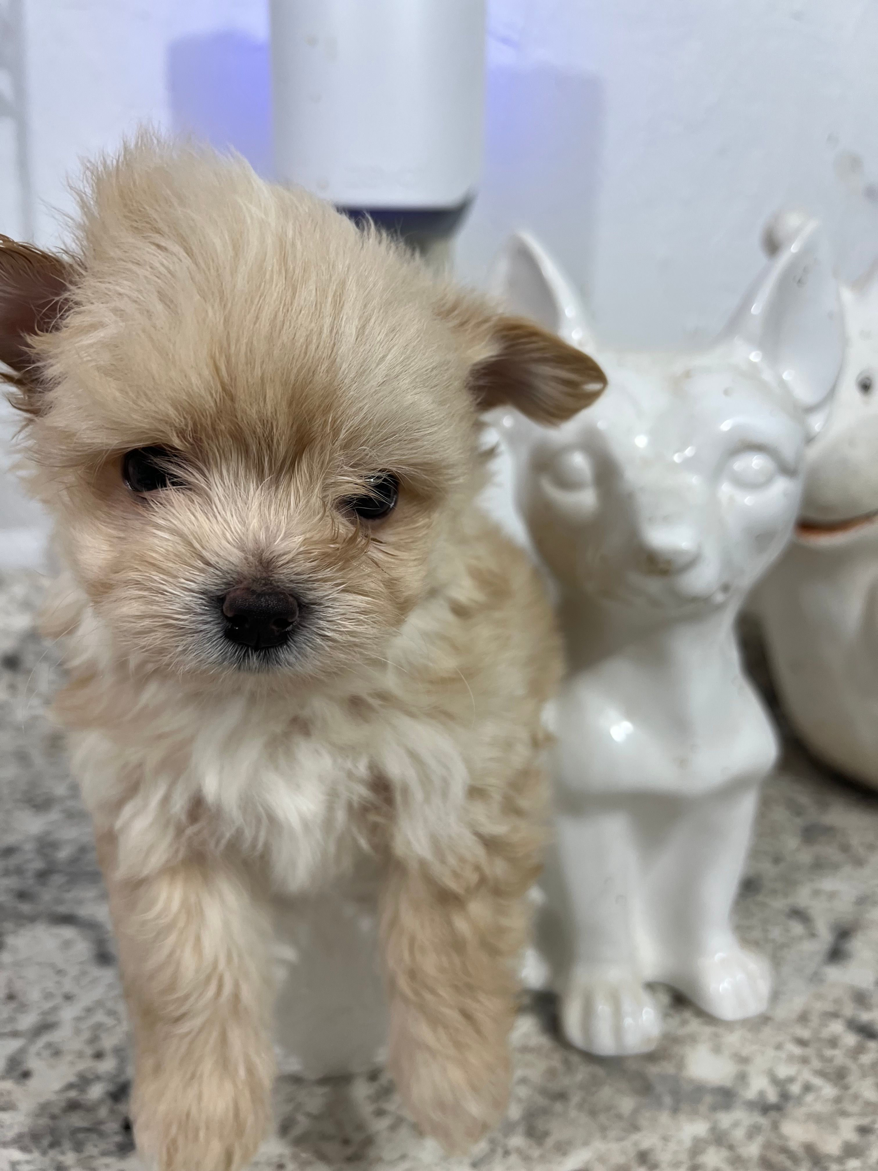 Pom  – Pomeranian puppy for sale in Greenville, NC