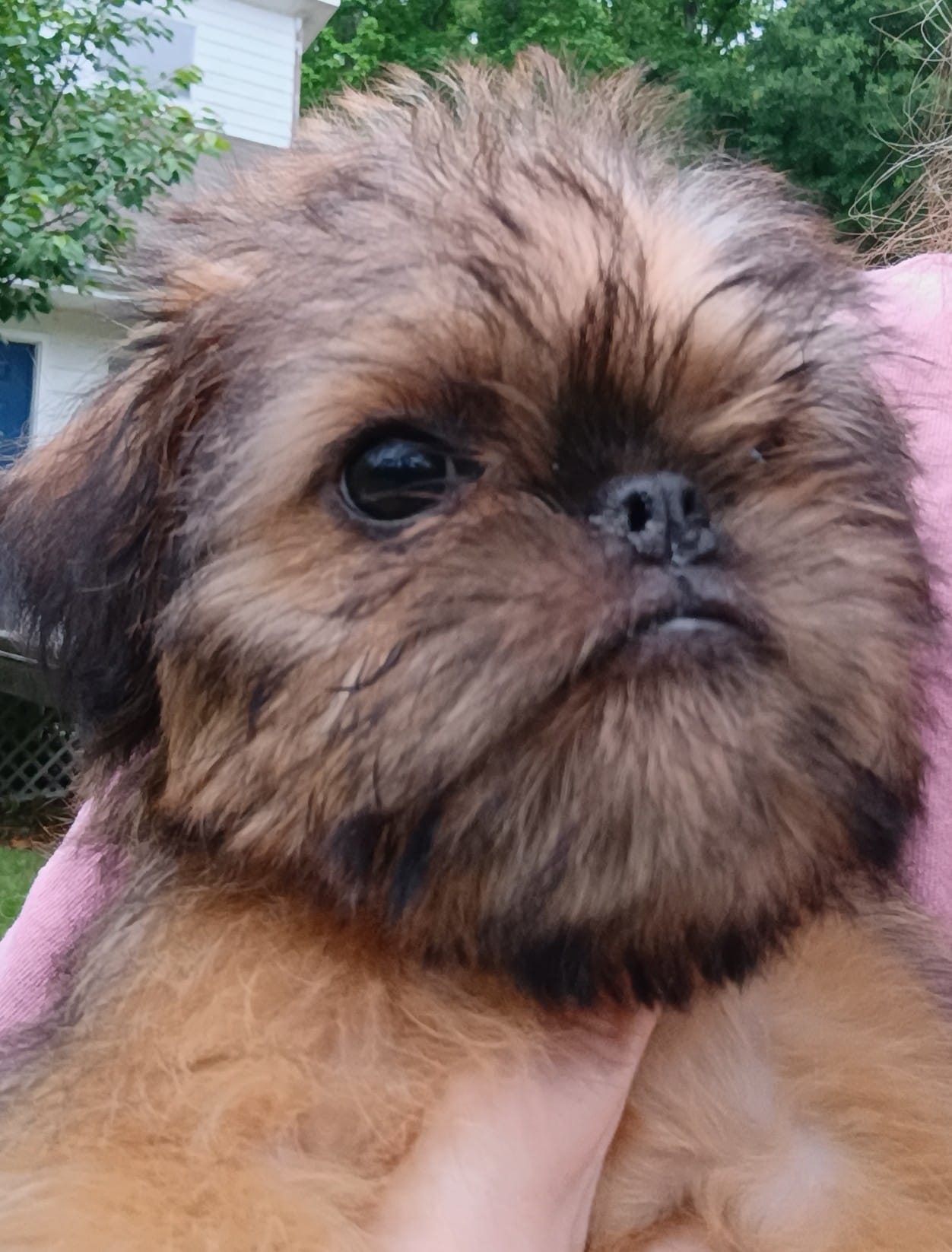 Pedro – Brussels Griffon puppy for sale in McDonough, GA