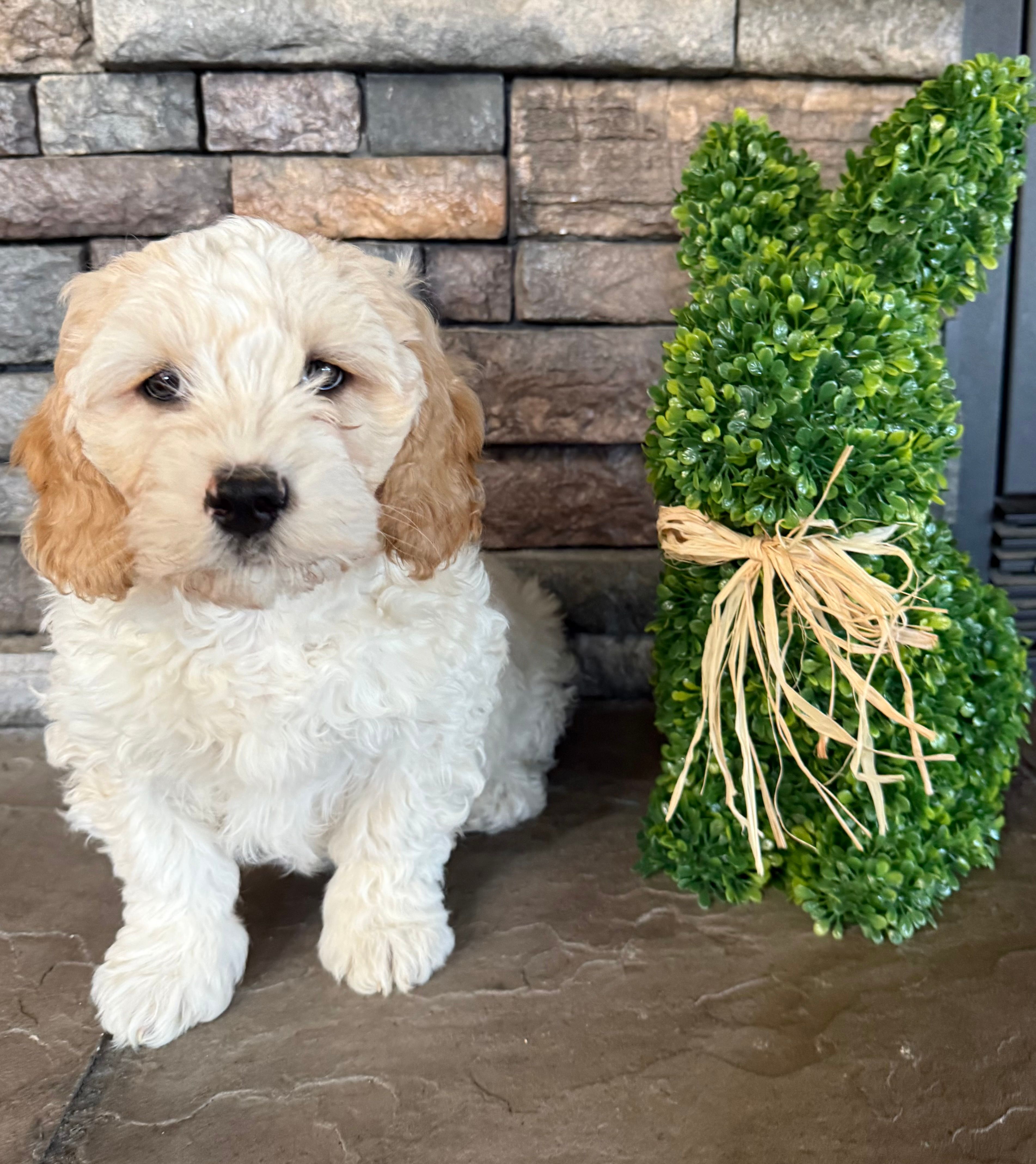 Boy 3 – Havapoo puppy for sale in Tillamook, OR