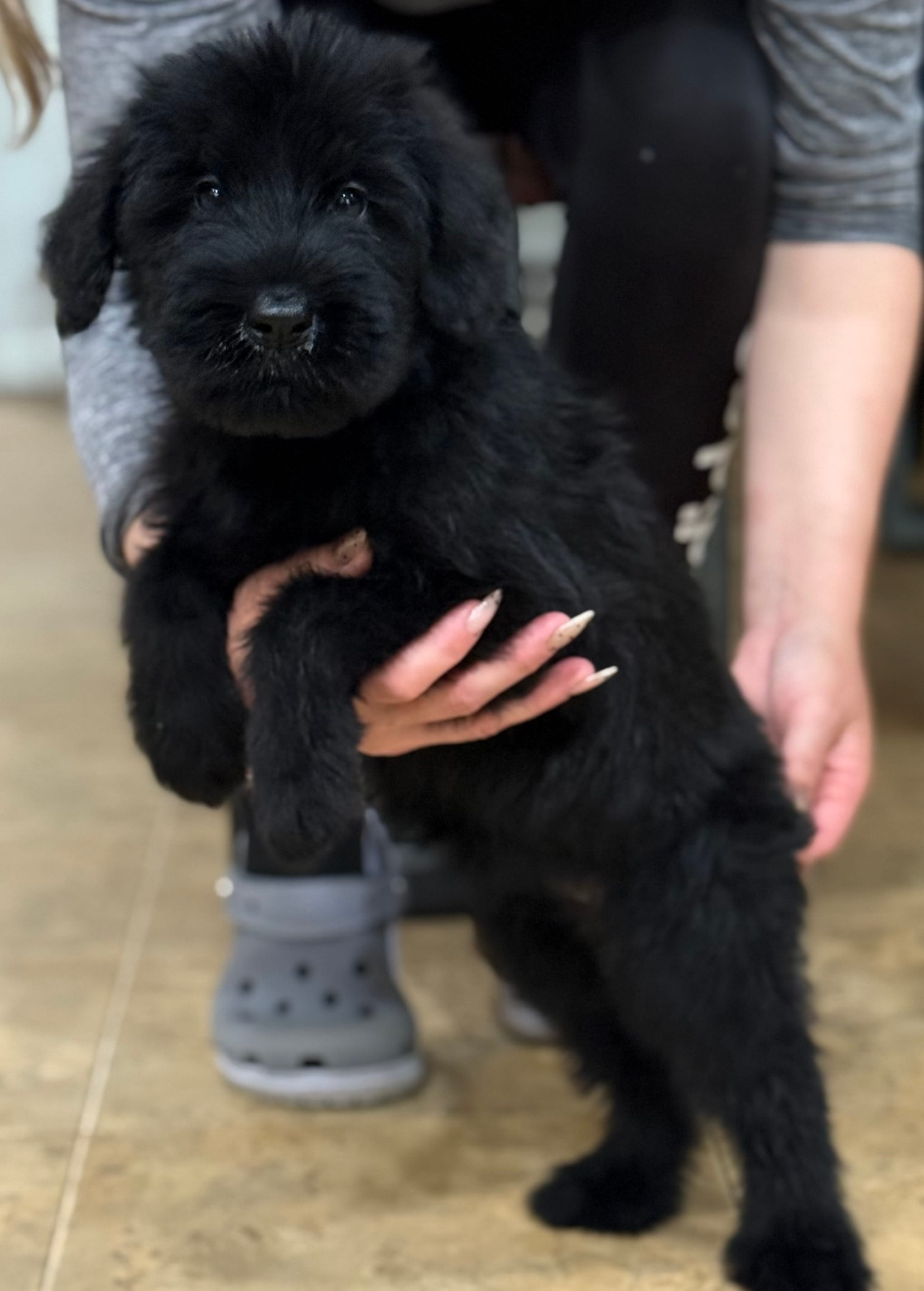 Sonja – Giant Schnauzer puppy for sale in Ocala, FL