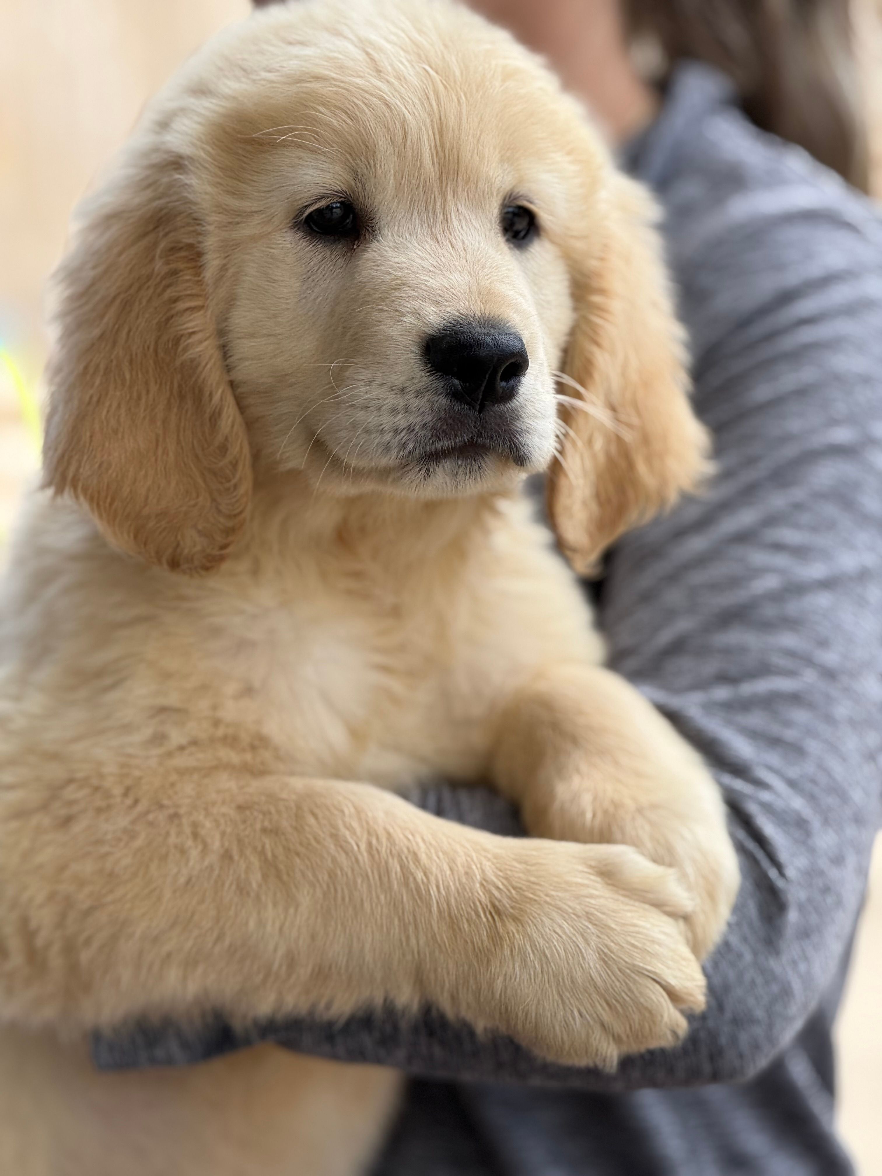 Lola – Golden Retriever puppy for sale in Ocala, FL