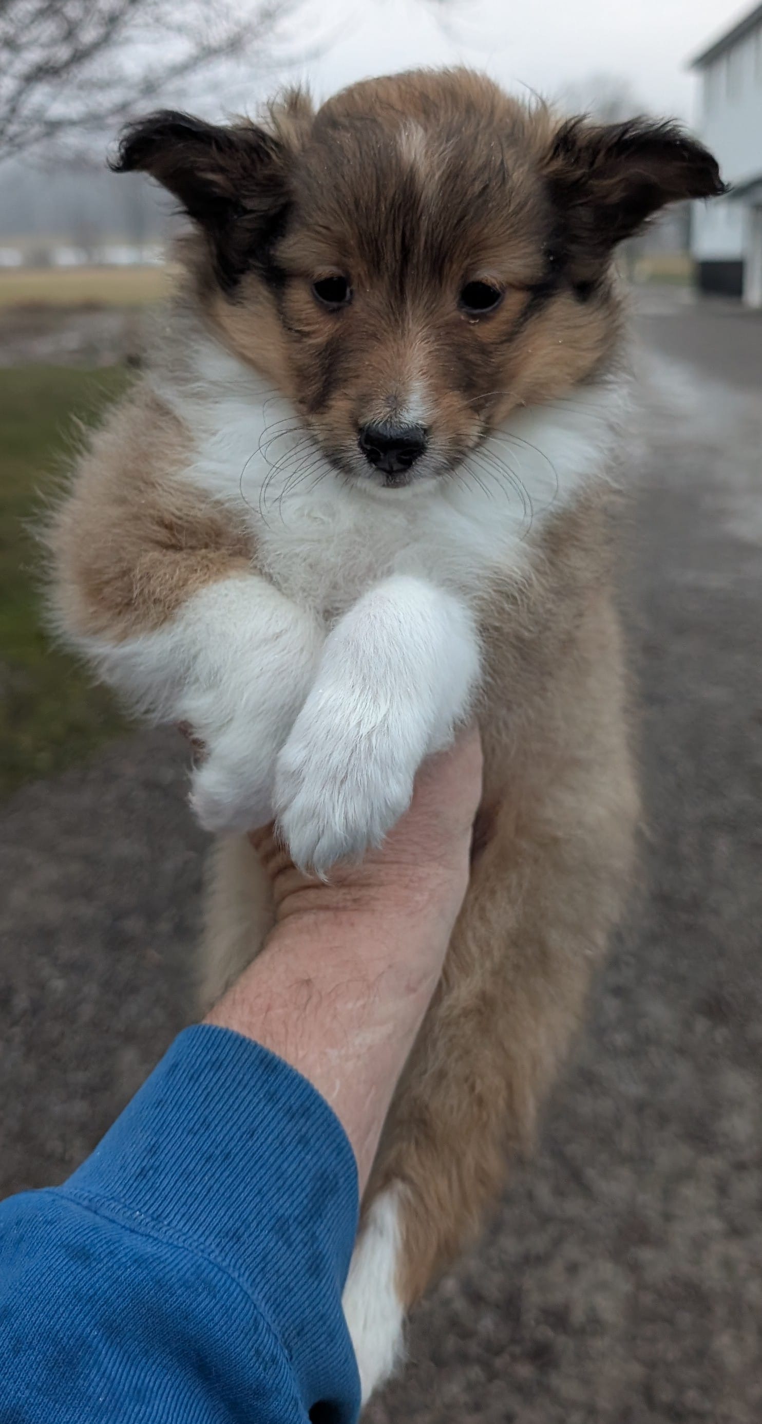 🏈⚽ Ball – Shetland Sheepdog puppy for sale in Standish, MI