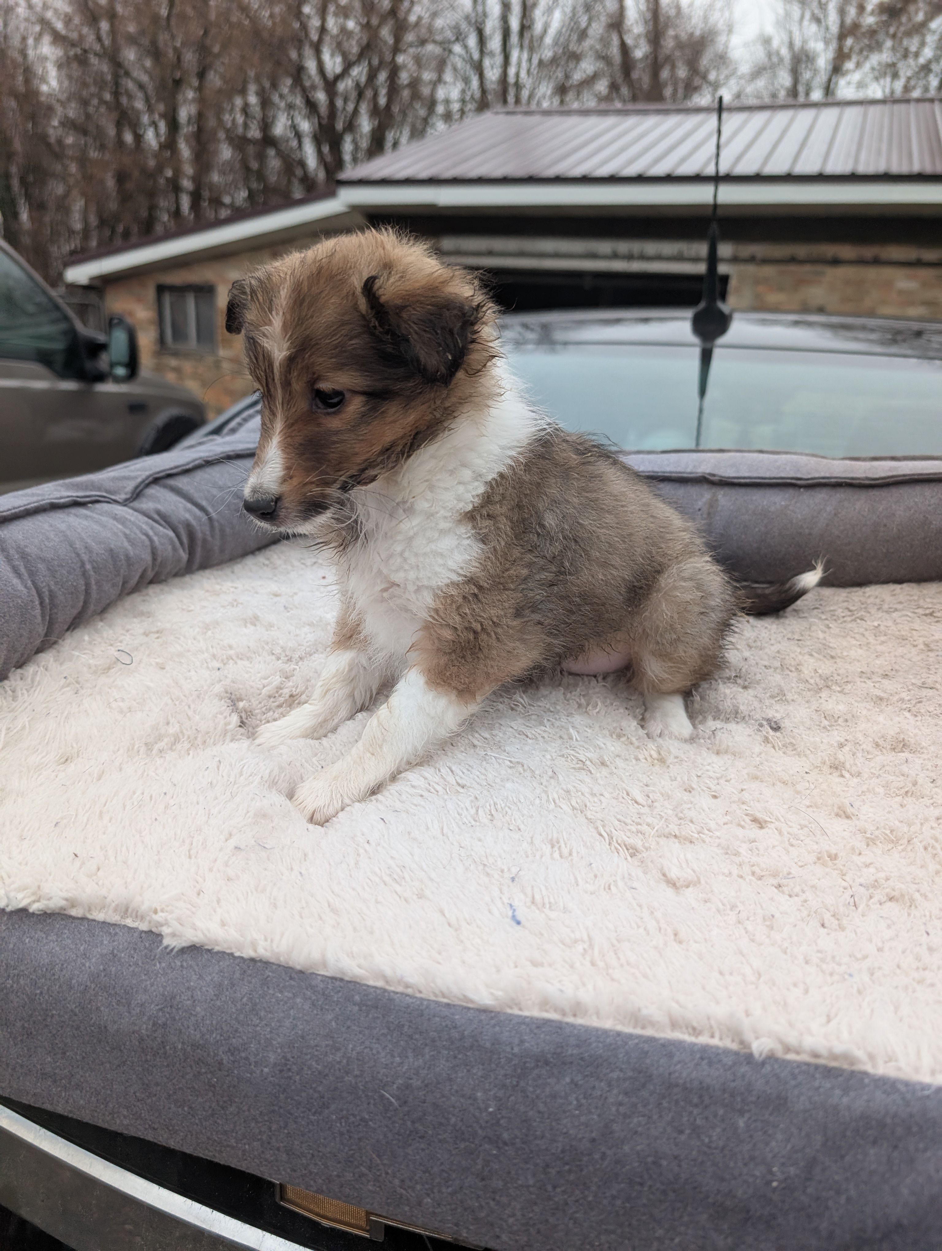 🍌 Banana 🍌 – Shetland Sheepdog puppy for sale in Standish, MI