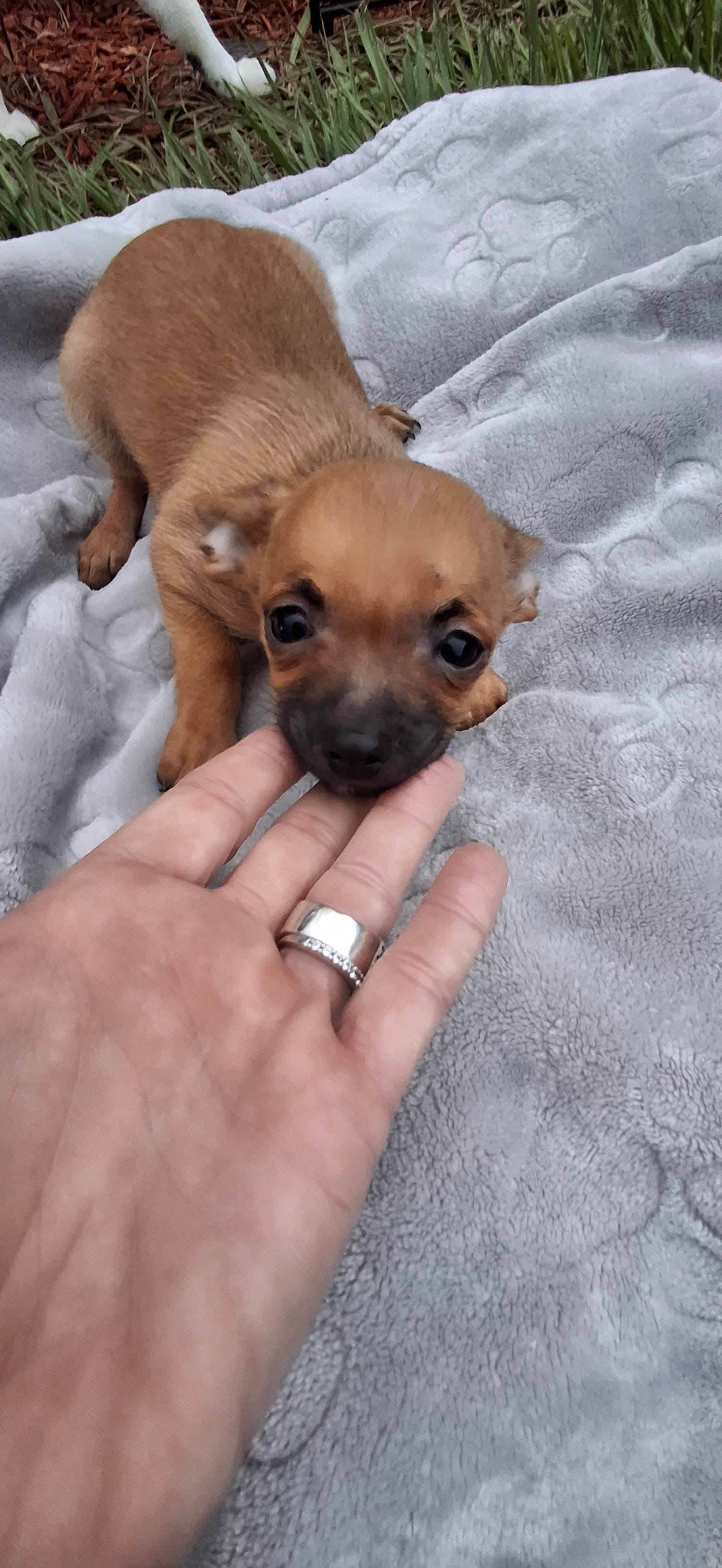 Brown and black male chihuahua  – Chihuahua puppy for sale in Plant City, FL