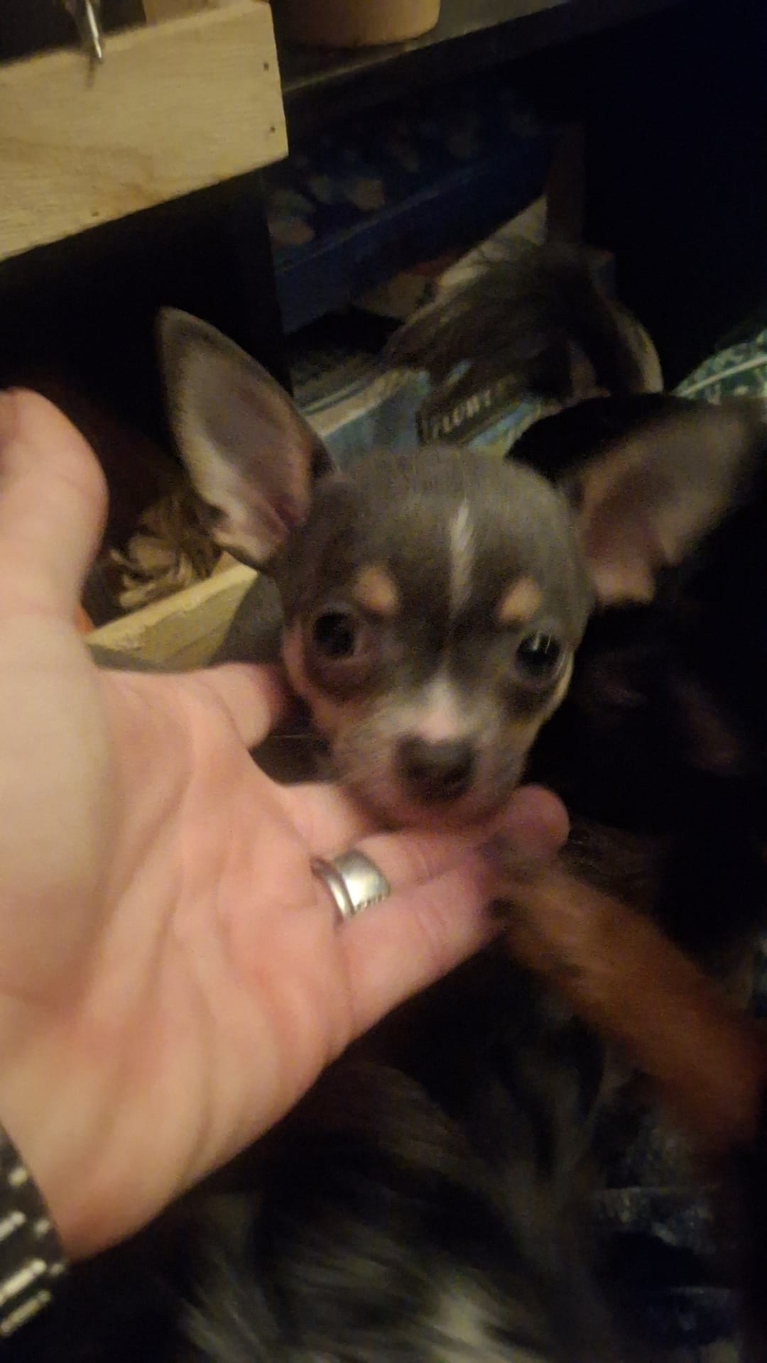 Blue tri male – Chihuahua puppy for sale in Plant City, FL