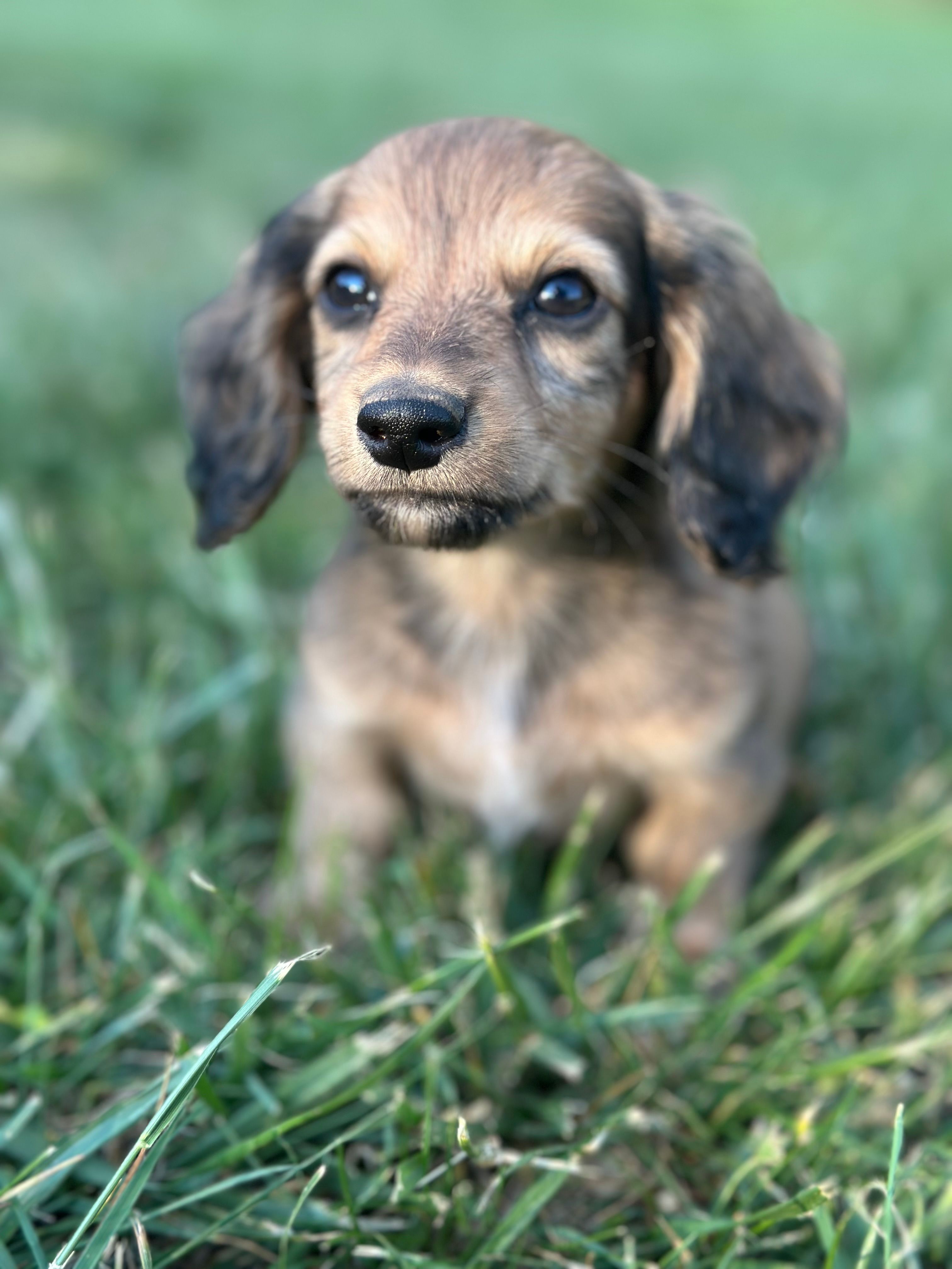 Shaded Cream Male 💙 – Miniature Dachshund puppy for sale in Wytheville, VA