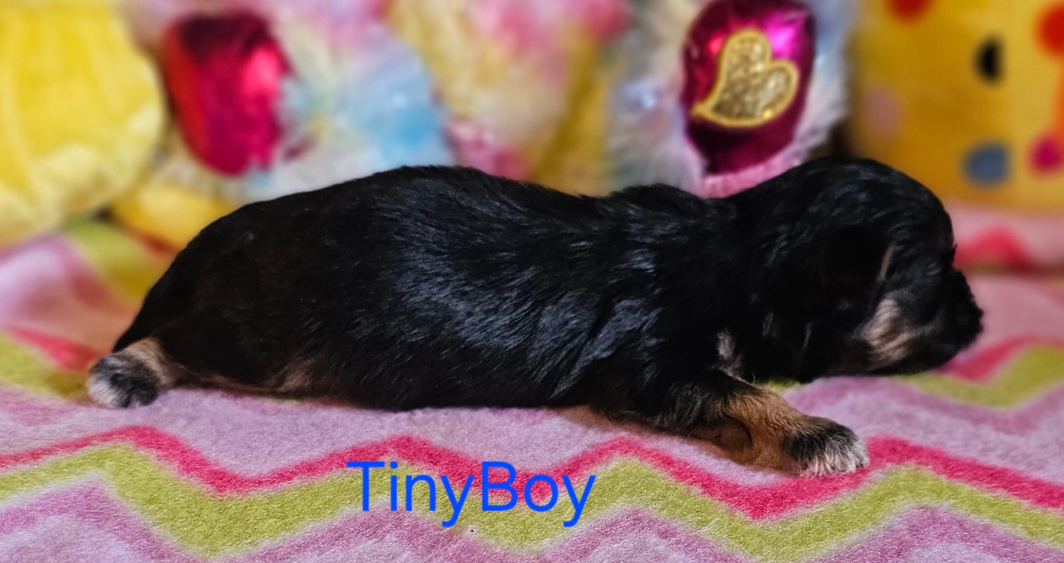Tiny Tim – Shih Tzu puppy for sale in Connersville, IN
